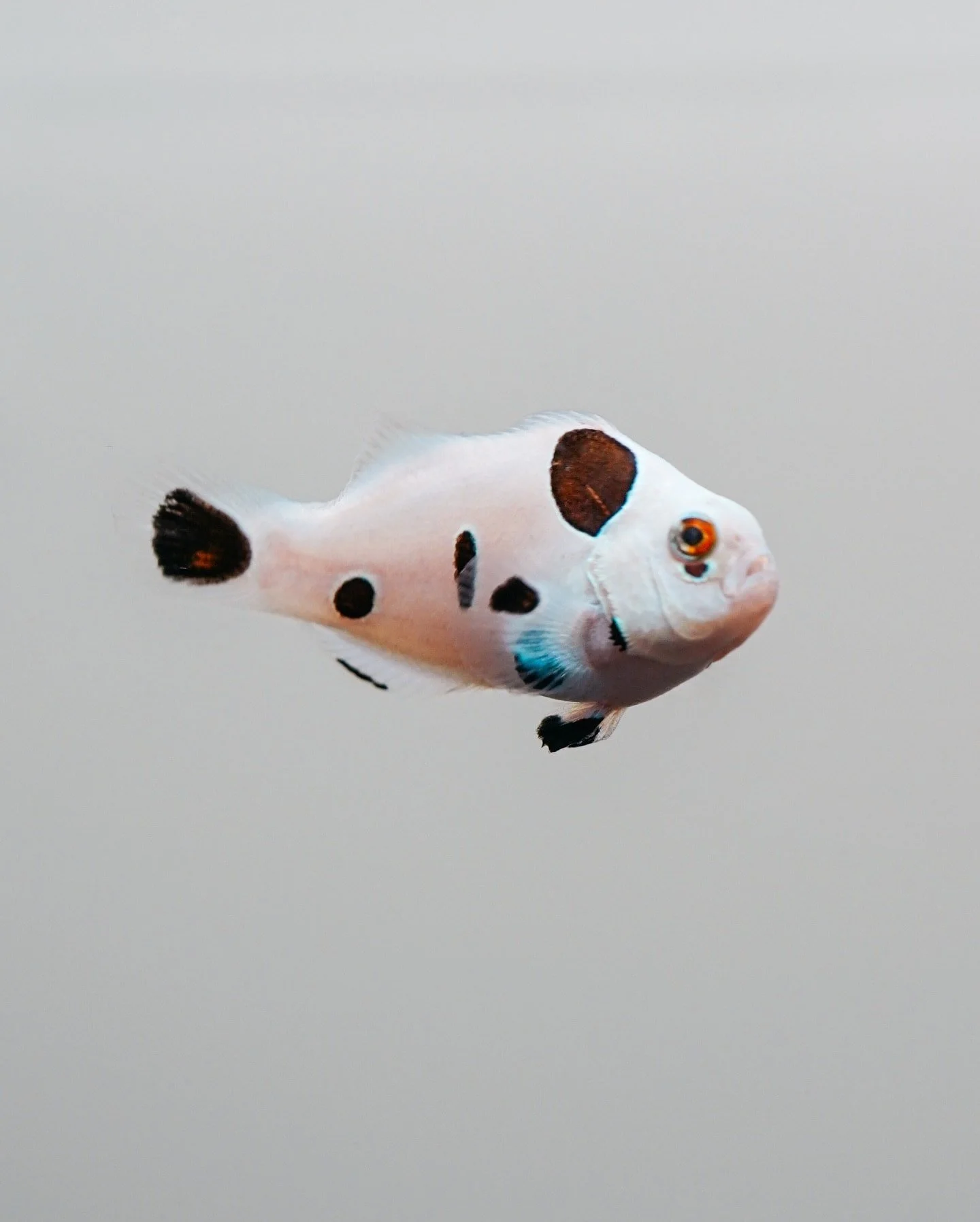 Super Storm clownfish (Amphiprion ocellaris), a designer ocellaris morph