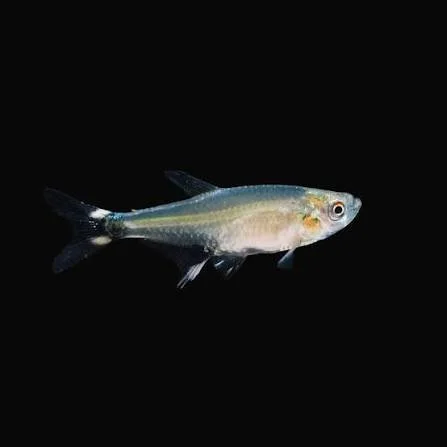 Dawn Tetra