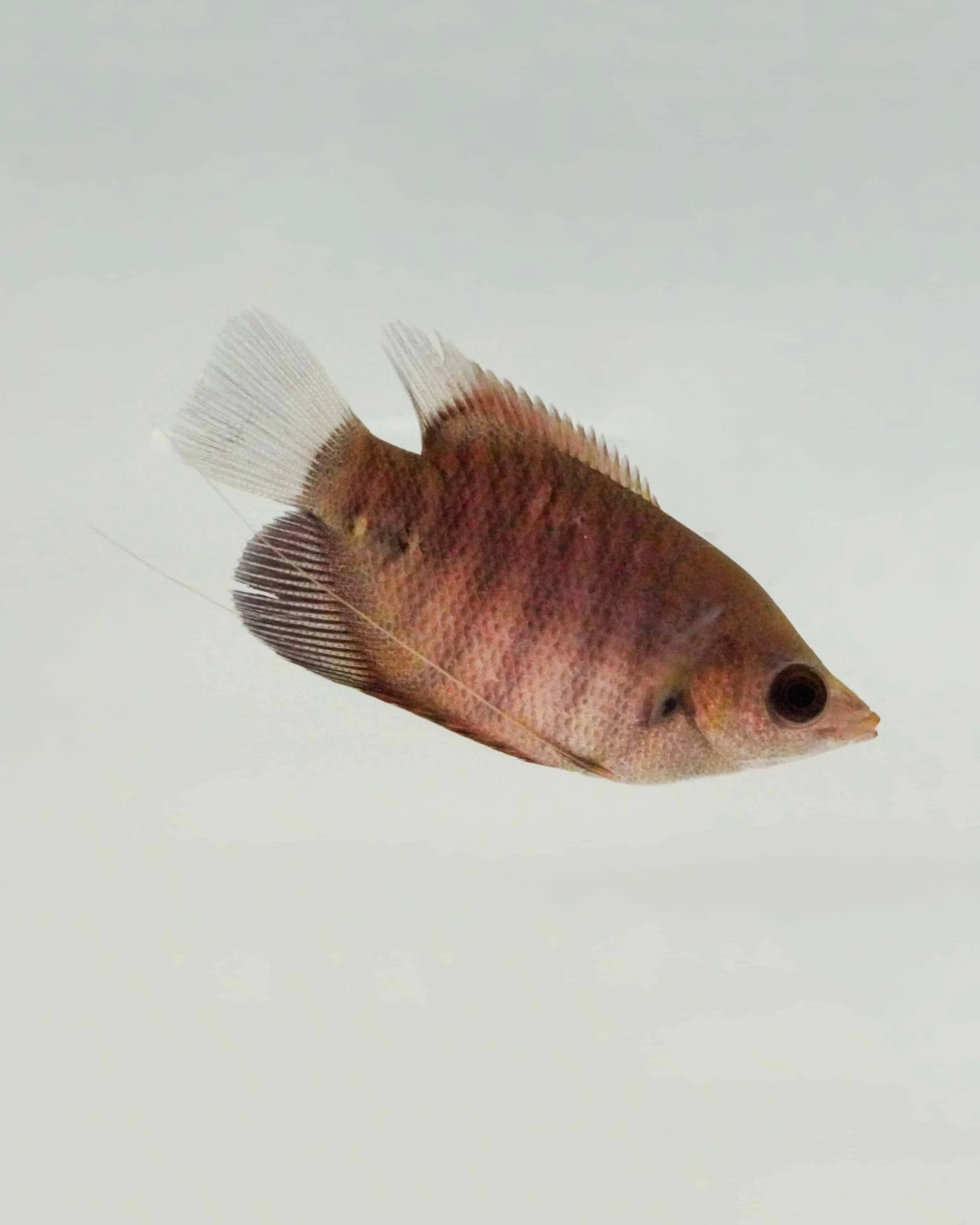 Giant Red Kaloi Gourami