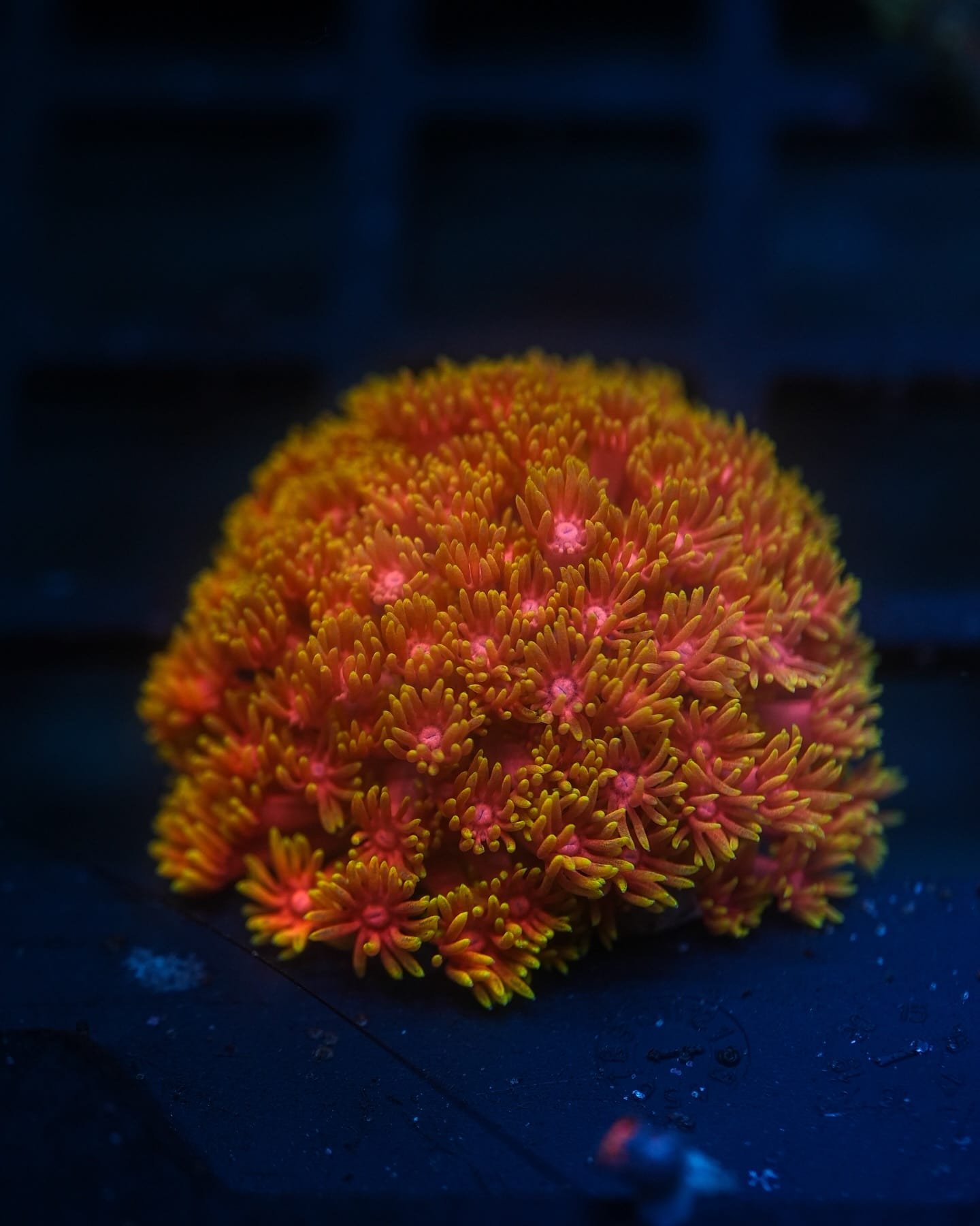 Rainbow Micro Goniopora