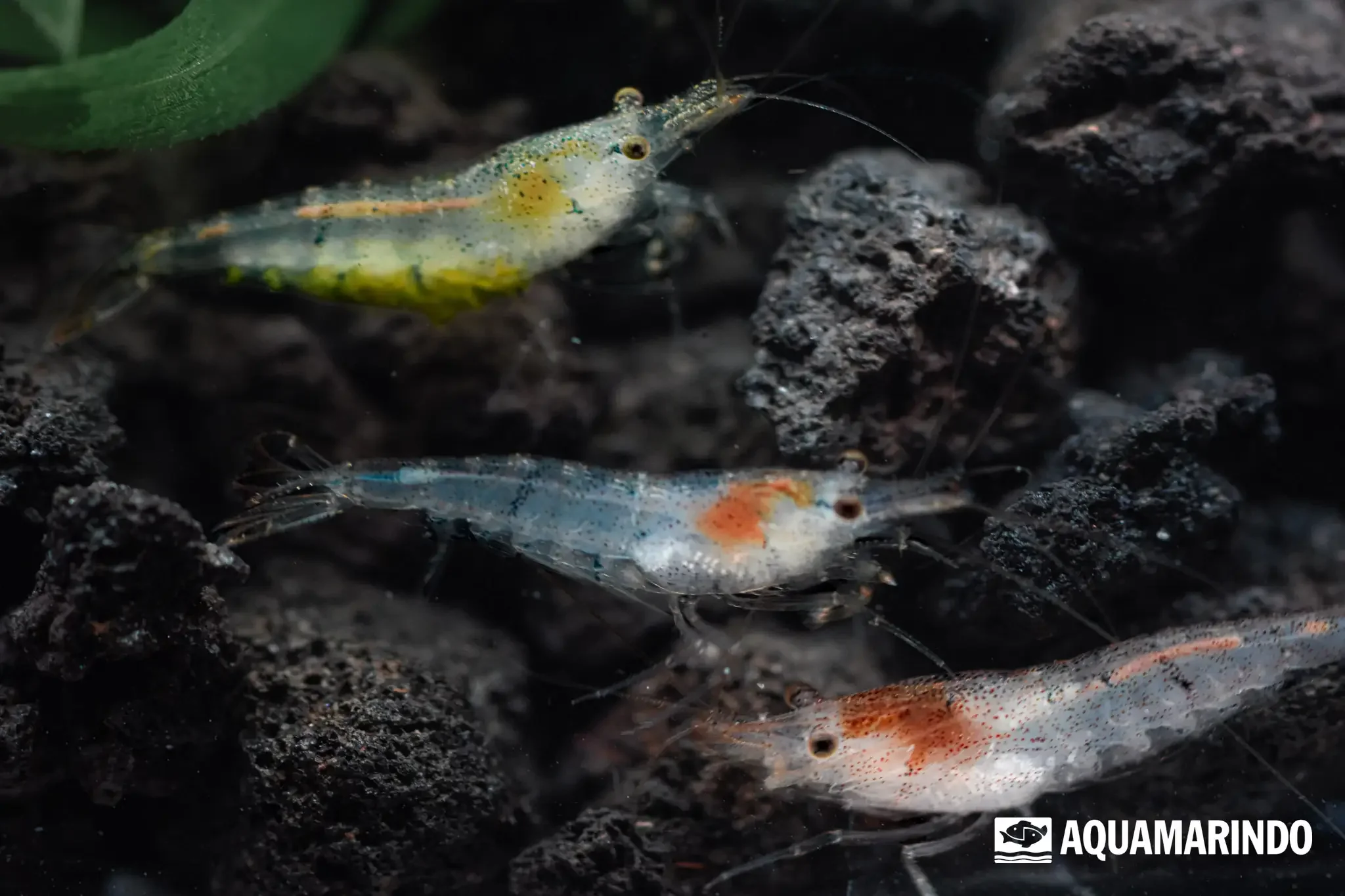 Blue cherry shrimp, a blue dwarf freshwater shrimp