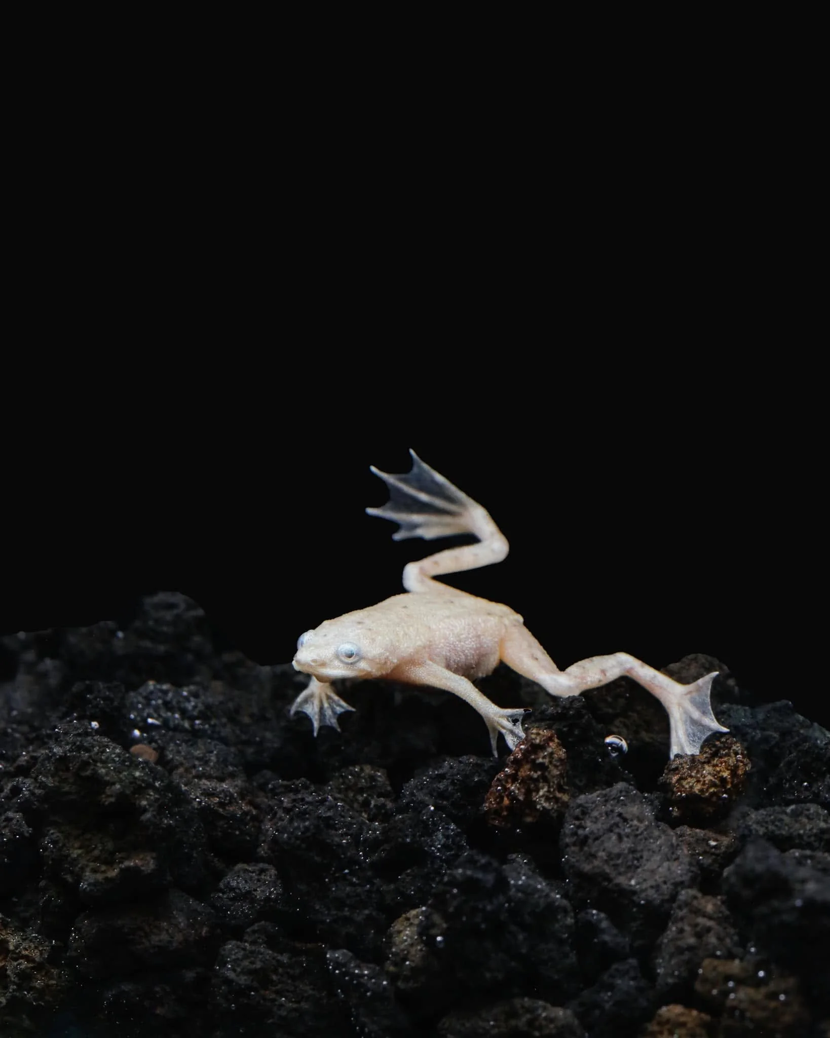 African platinum dwarf frog, a small fully aquatic frog with pale white-platinum skin