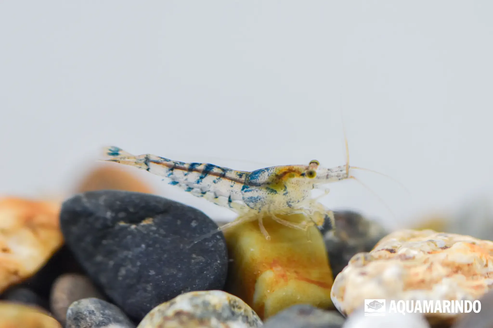 Snow white shrimp with a pale white body