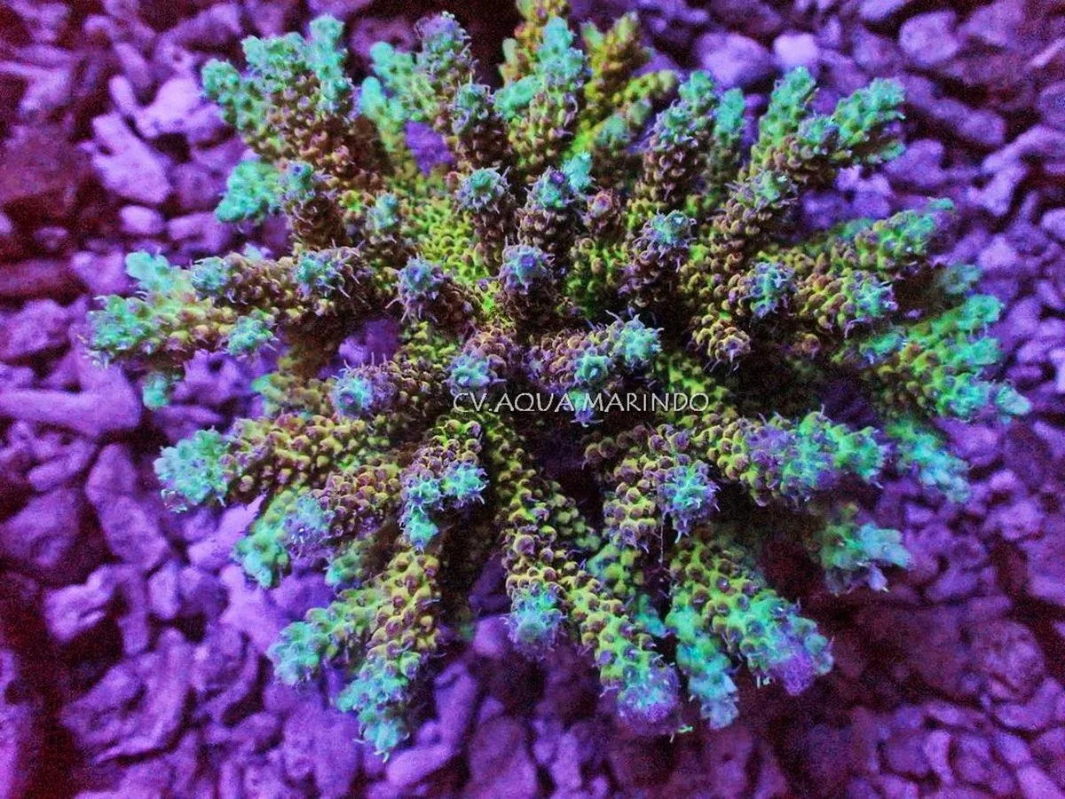 Acropora bifaria tenuis, a small polyp stony (SPS) coral