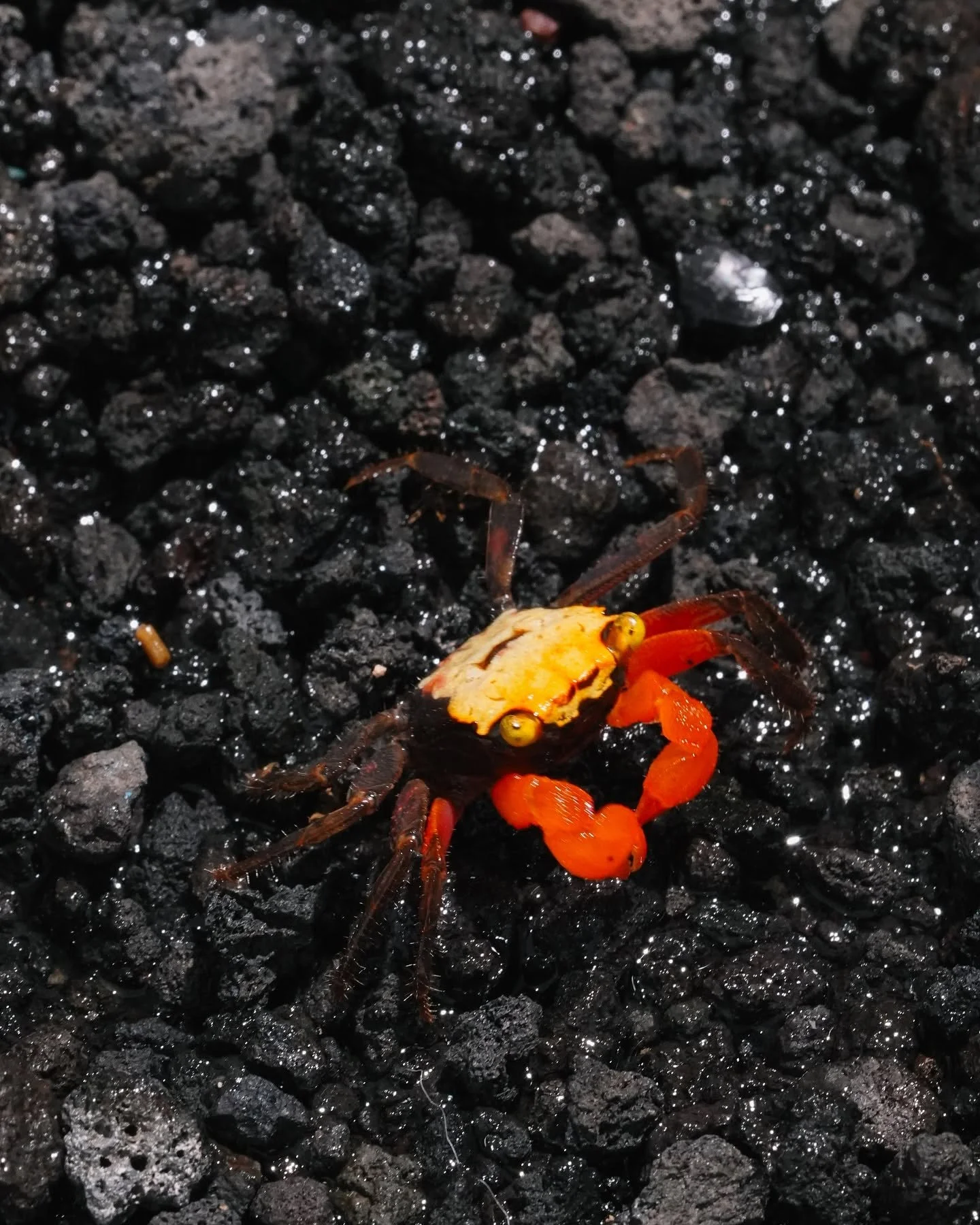 Rainbow vampire crab, a brightly colored semi-terrestrial crab