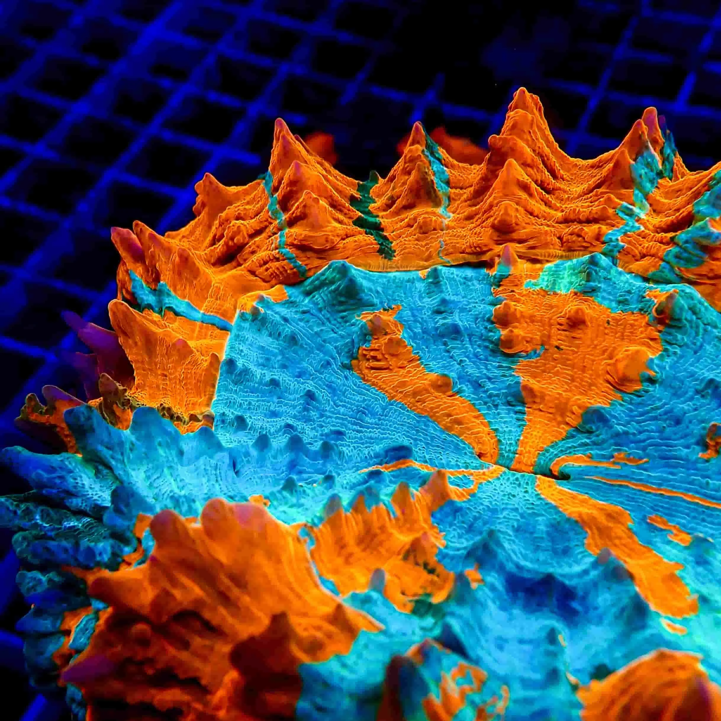 Multicolor Acanthophyllia