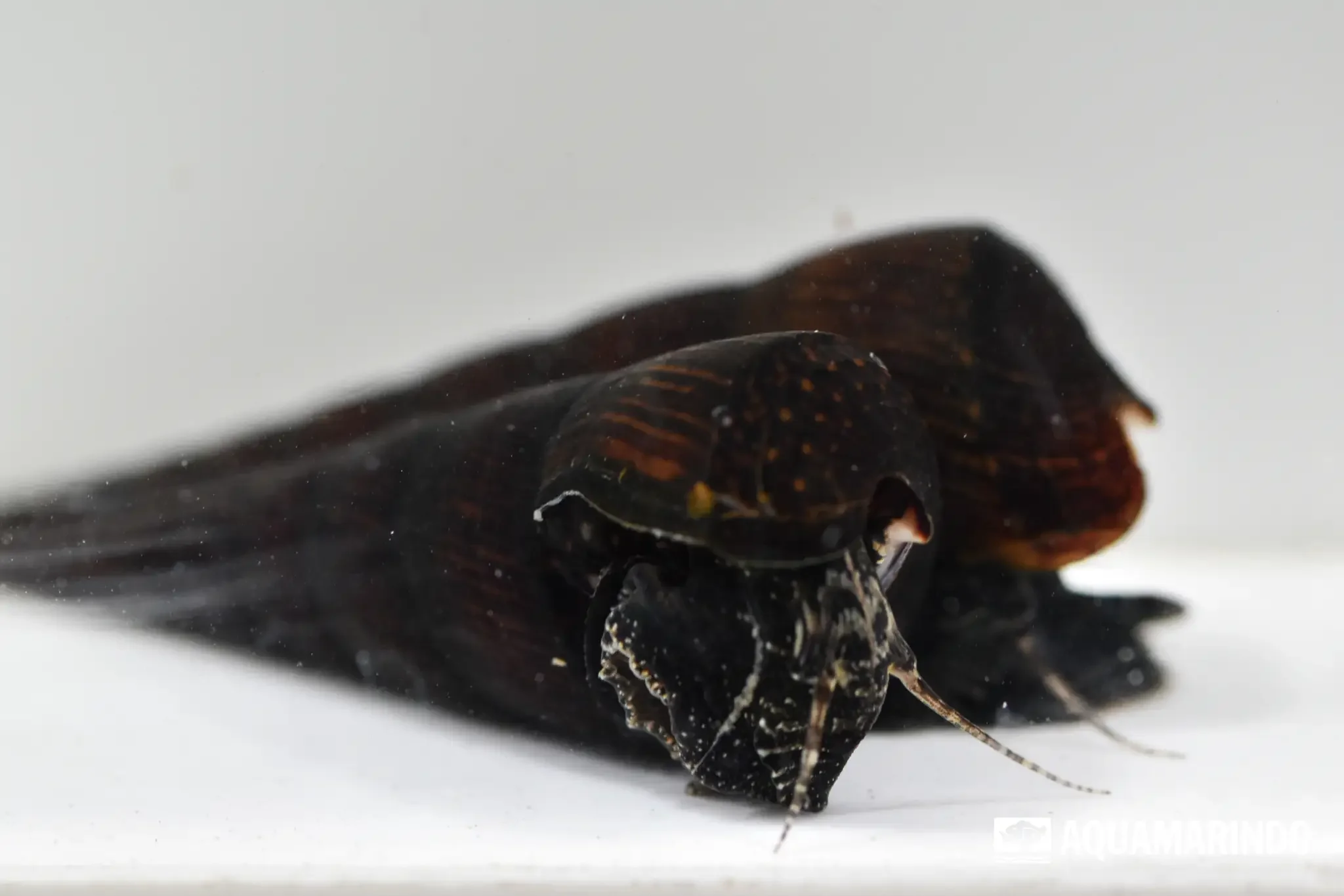Two-color snail with a contrasting shell pattern