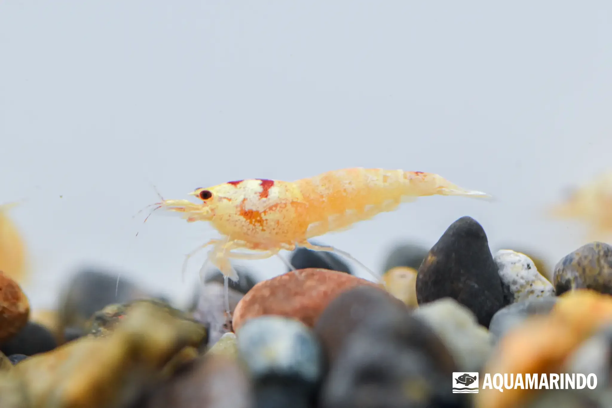 Orame shrimp, a freshwater aquarium shrimp variety