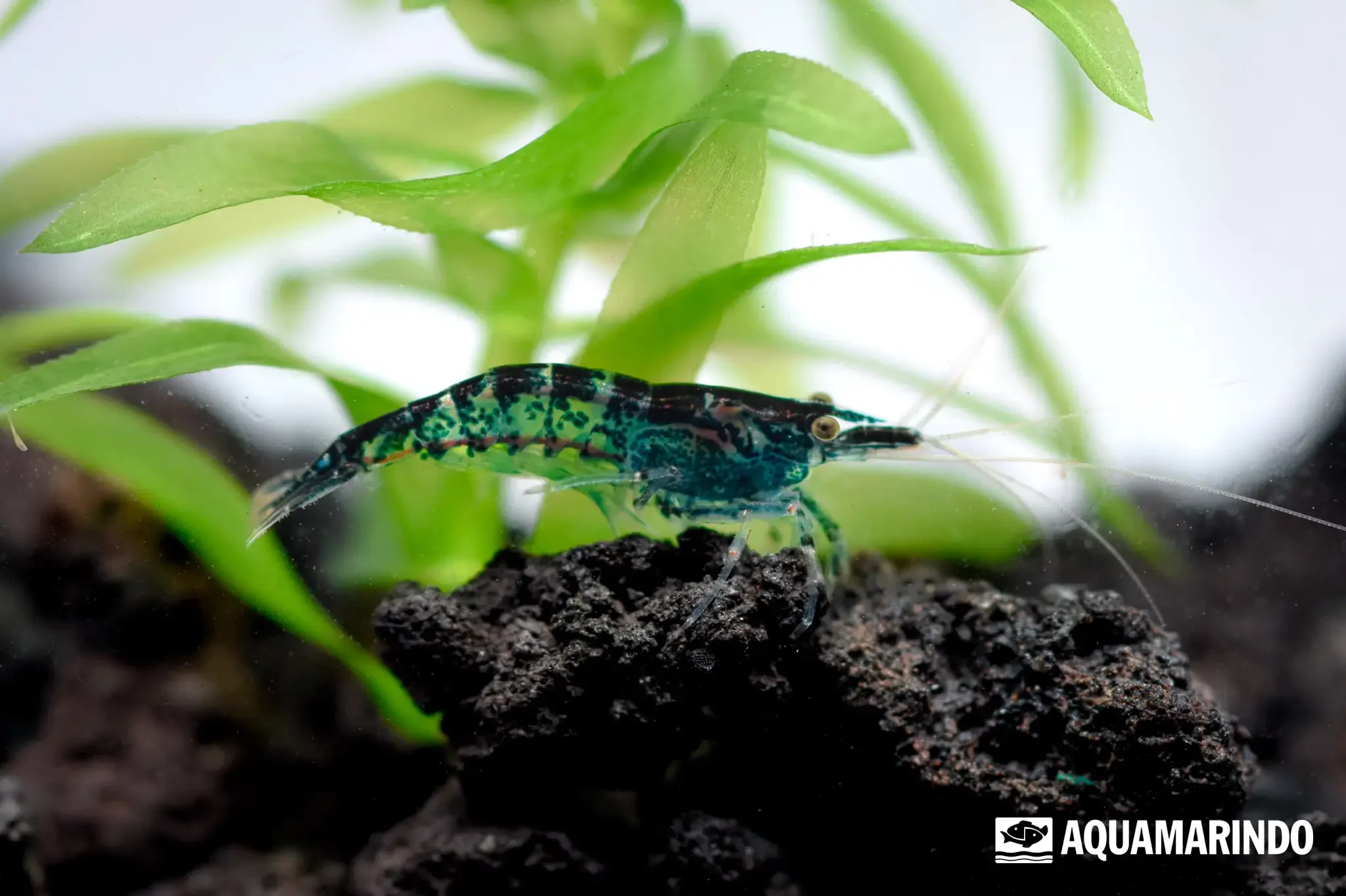 Blue charbon shrimp with a deep blue-black tone