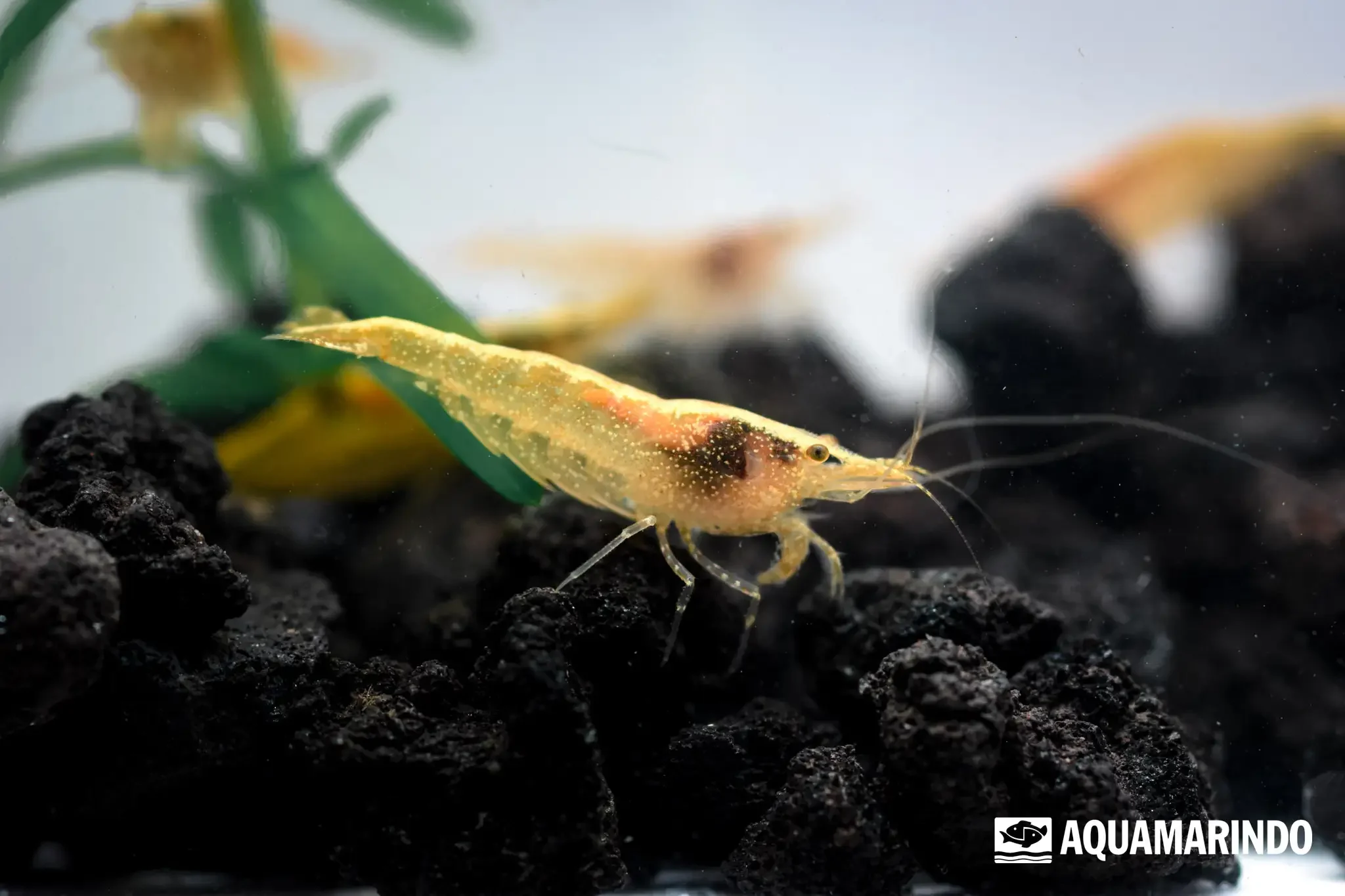 Yellow cherry shrimp, a bright yellow dwarf shrimp