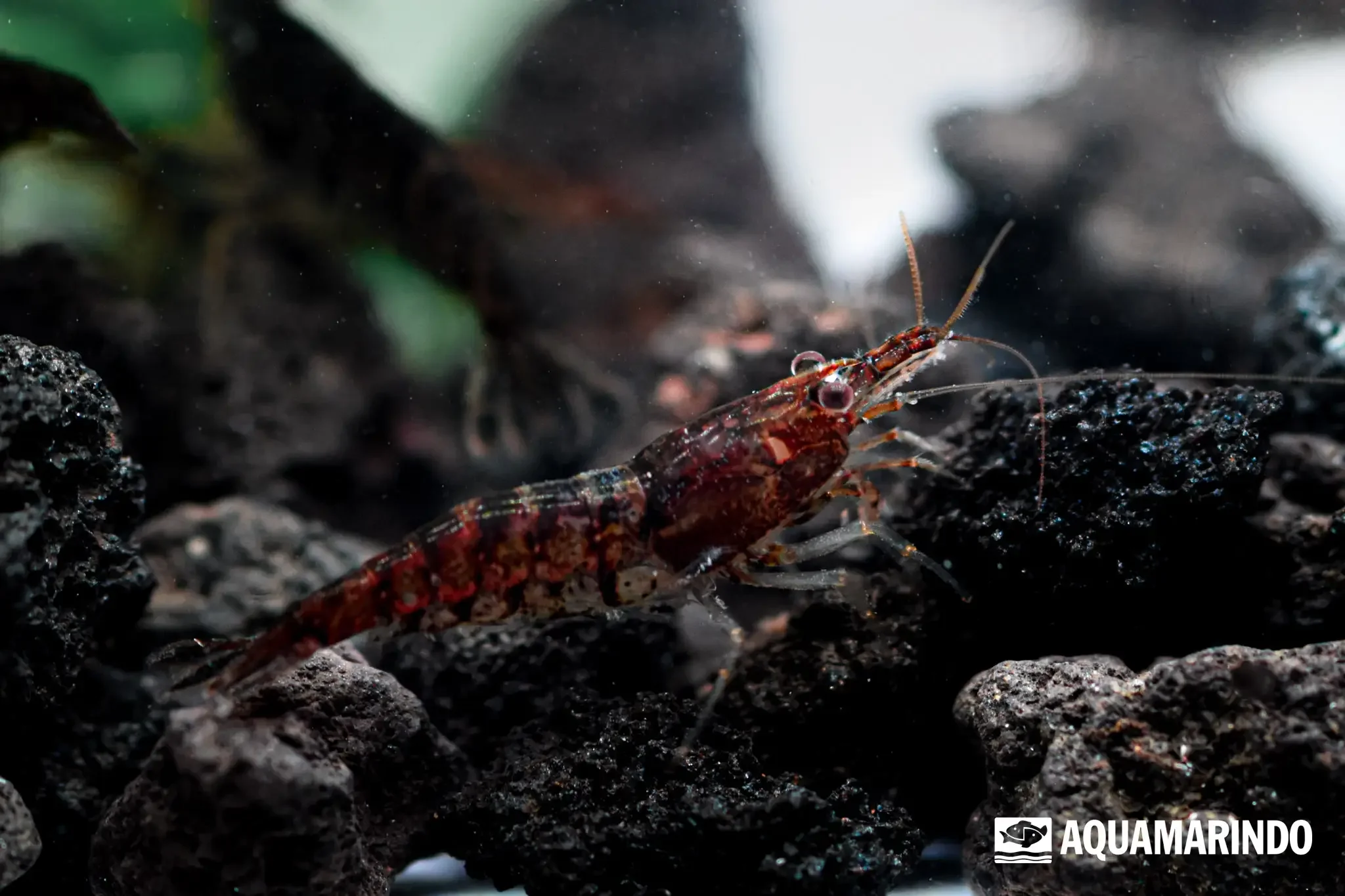 Black cherry shrimp, a dark-colored dwarf shrimp