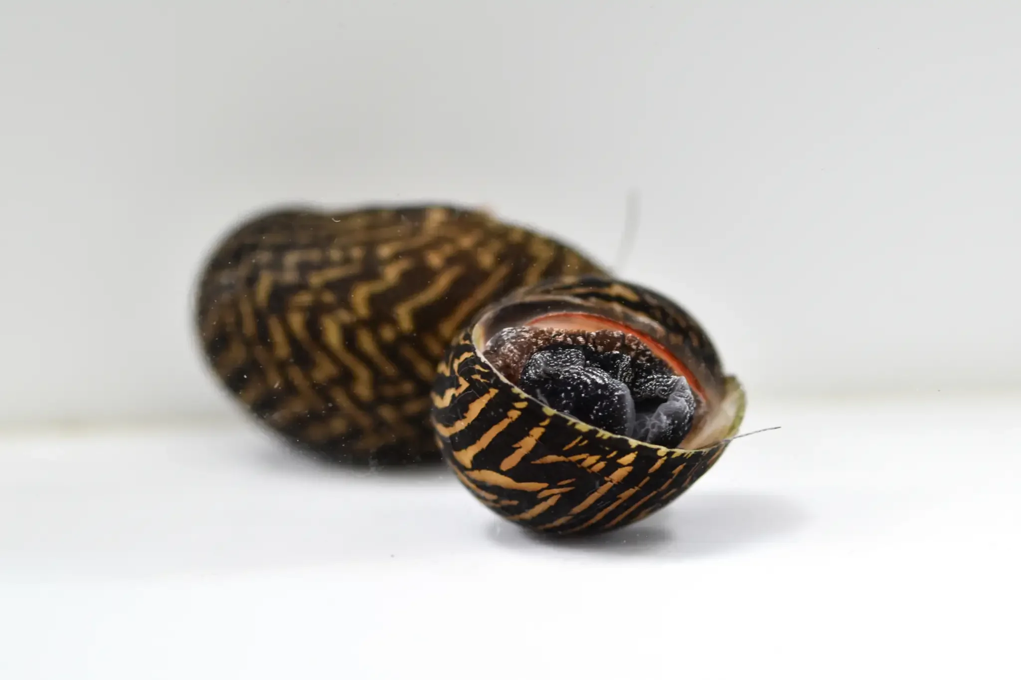 Green tiger snail with green and striped coloring