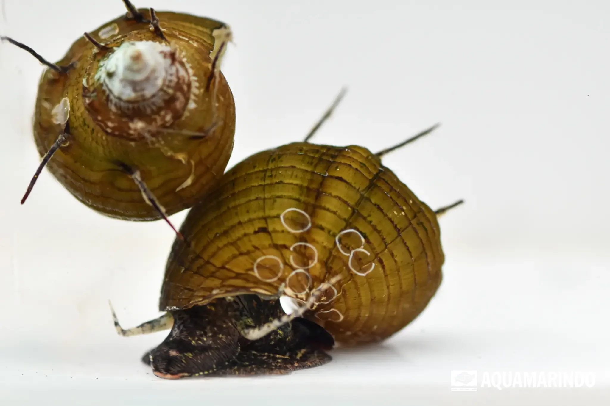 Harlequin snail with a colorful patterned shell