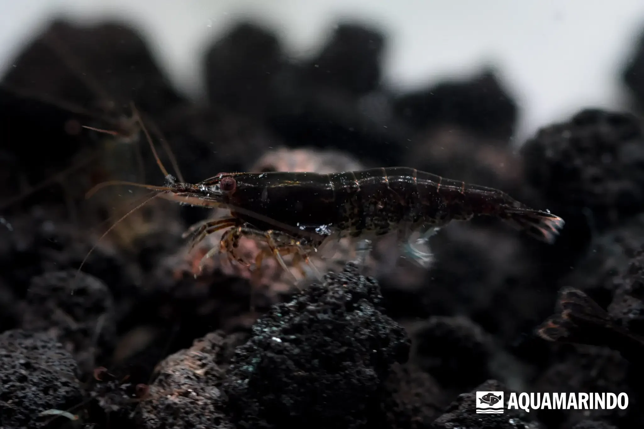 Black choco shrimp with a dark chocolate tone