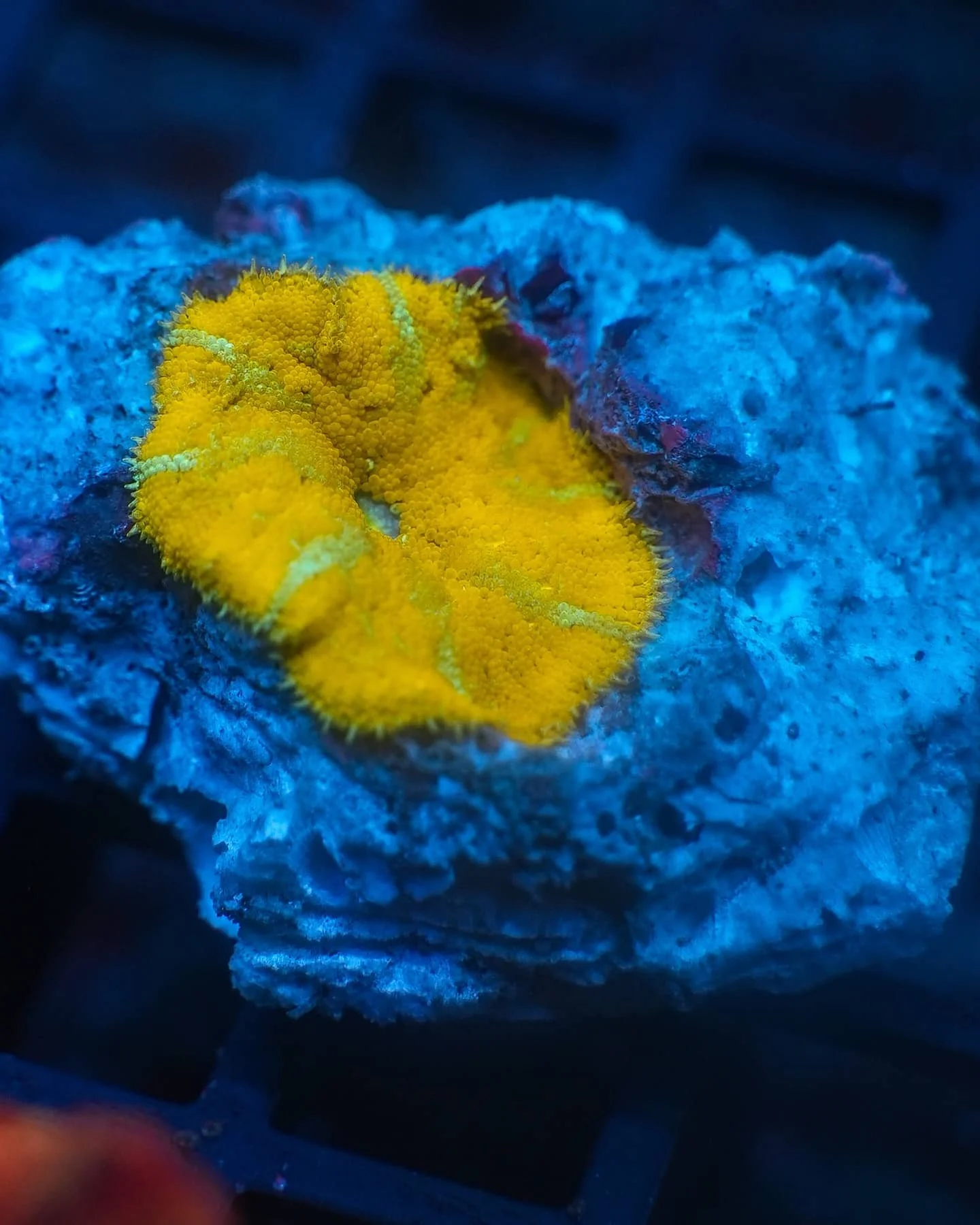 Mini Carpet Anemone (Stichodactyla tapetum)