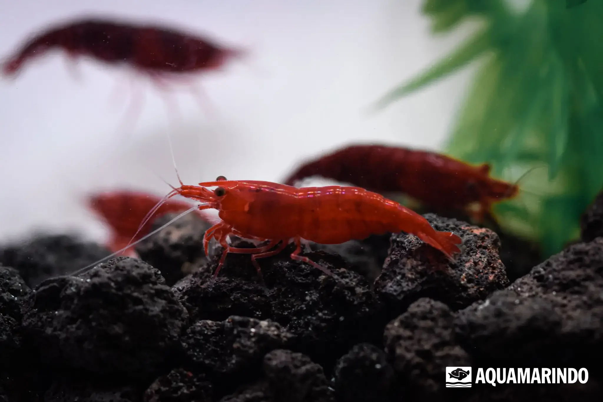 Bloody Mary shrimp with a deep red body