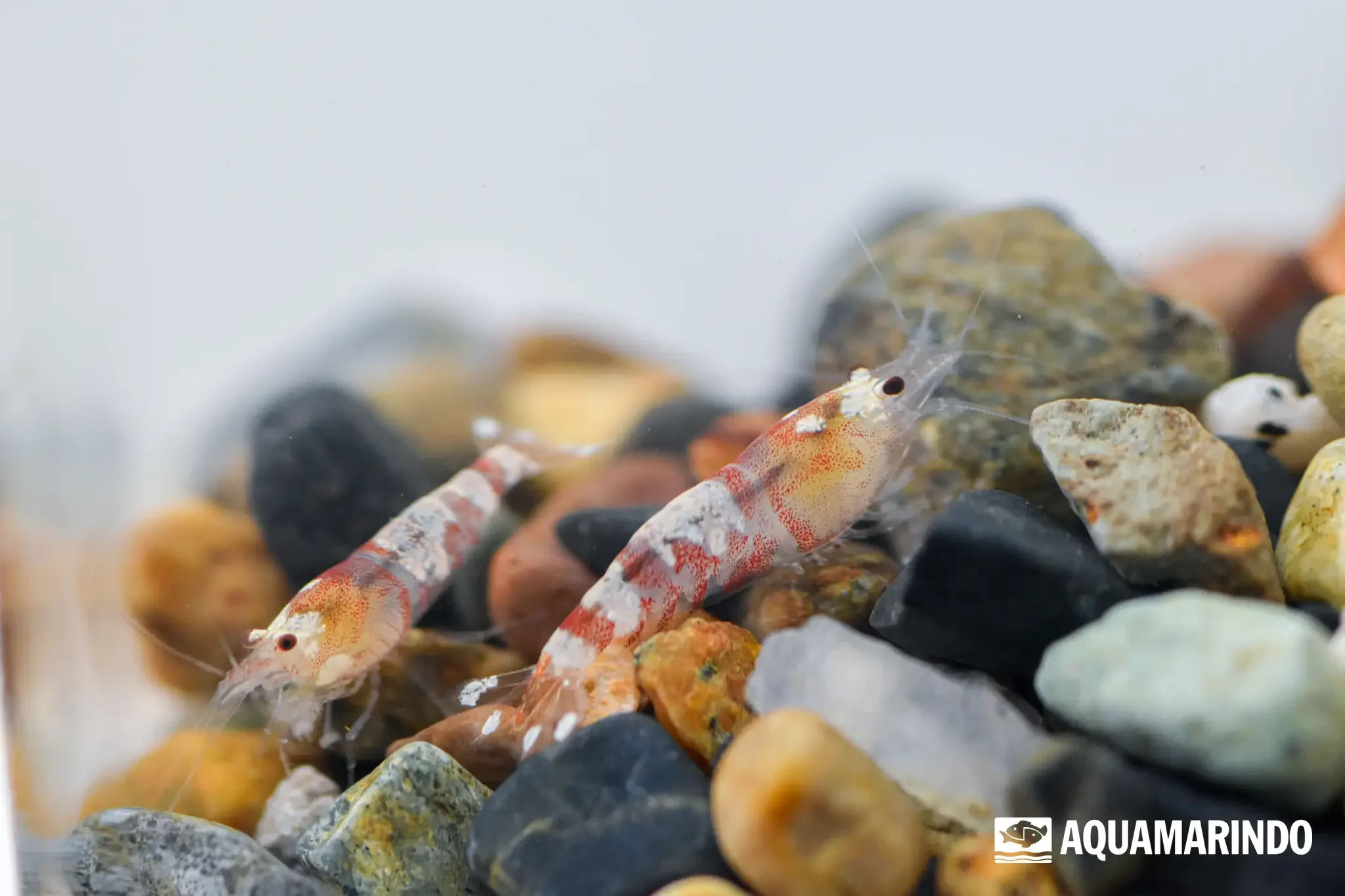 Red tiger bee shrimp with red and white banding