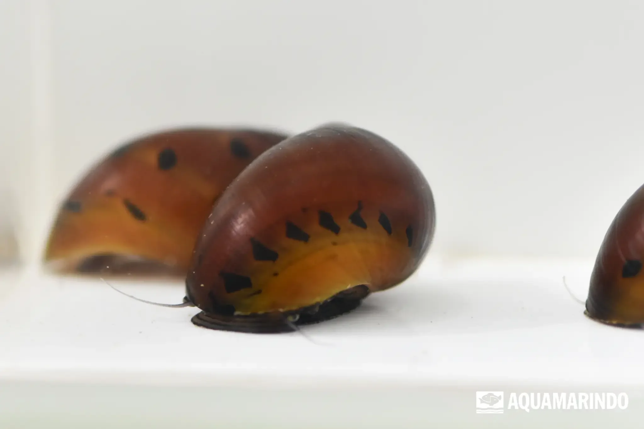 Red snail, a freshwater snail with red coloring