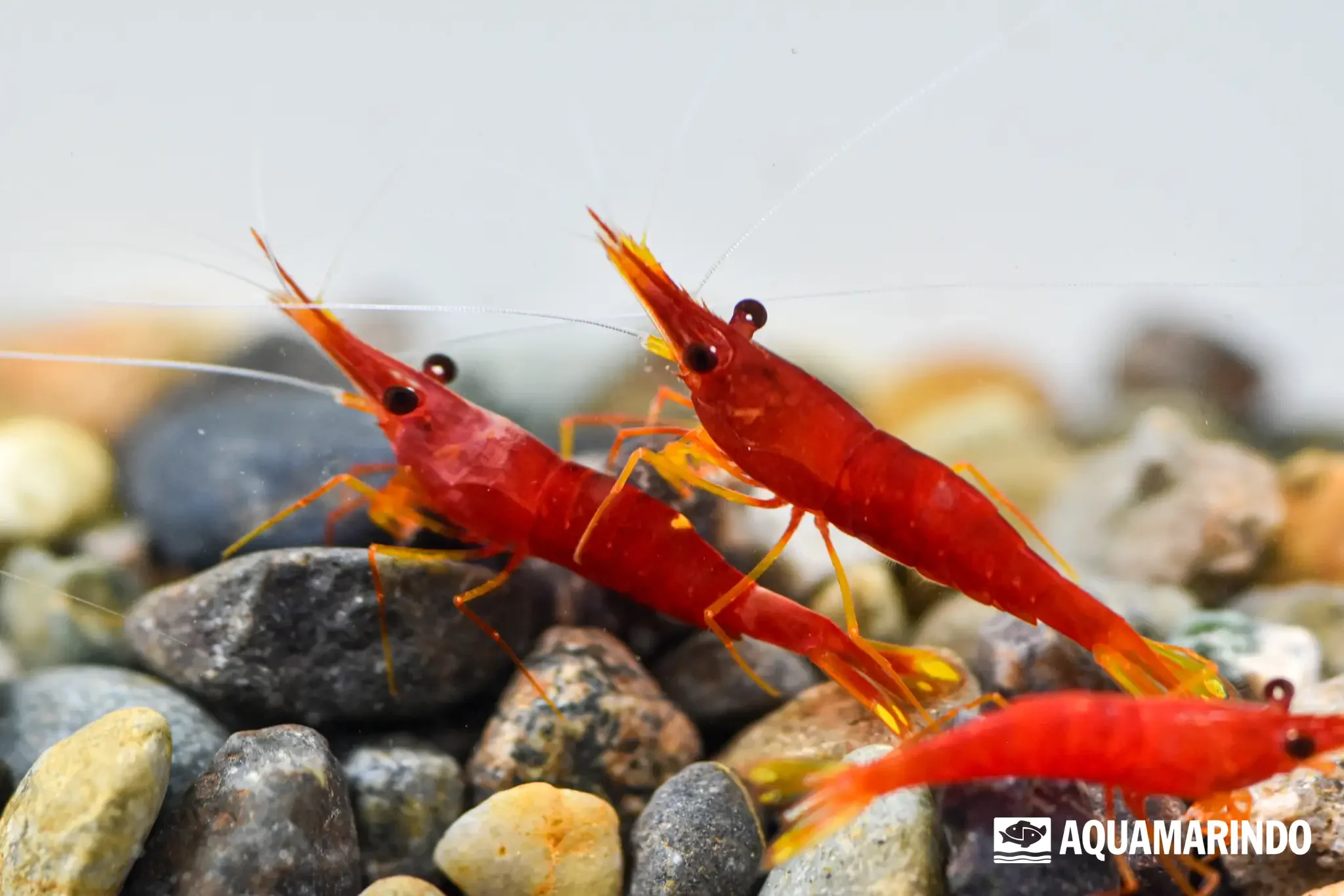 Yellow nosed shrimp, a freshwater aquarium shrimp