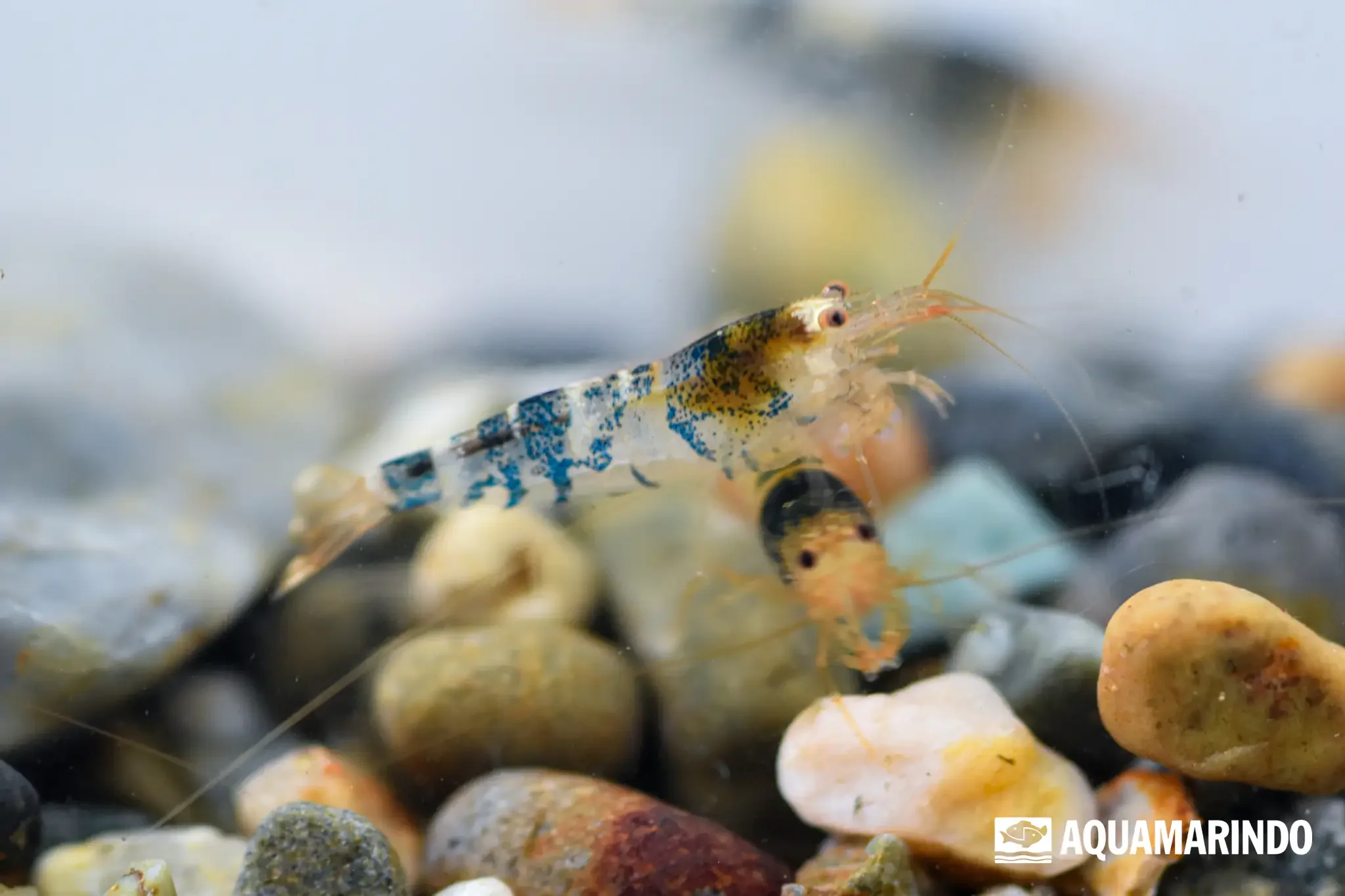 Black tiger bee shrimp with dark and white banding
