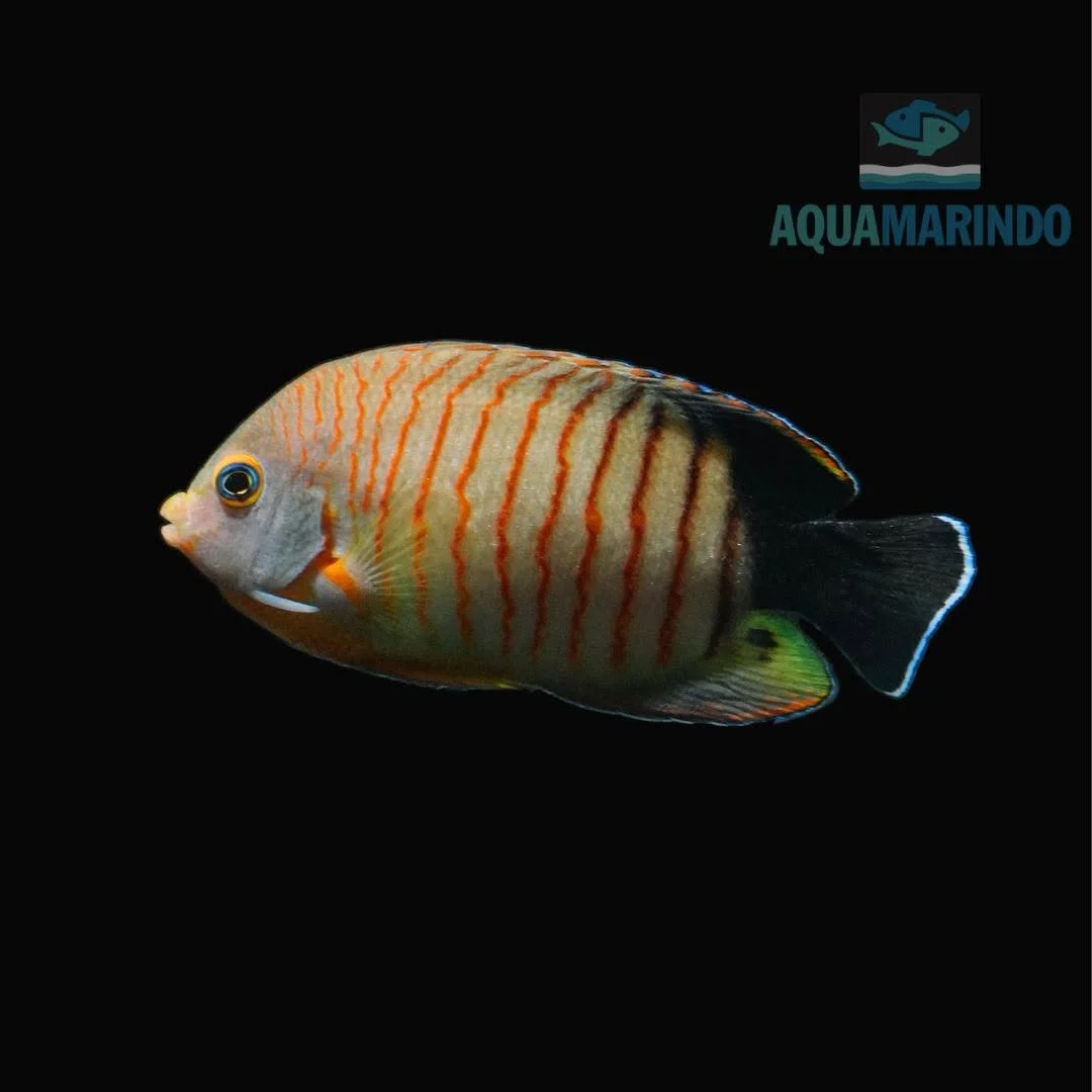 Red stripe angelfish with bold red stripes across its body
