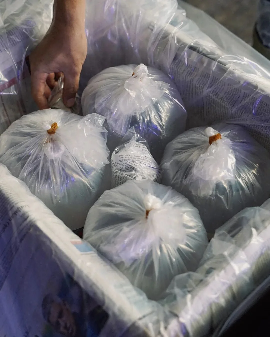 Oxygen-filled bags and insulated boxes used for export packing of ornamental fish