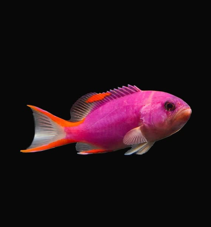Masked grouper (Gracila albomarginata) with a dark face mask