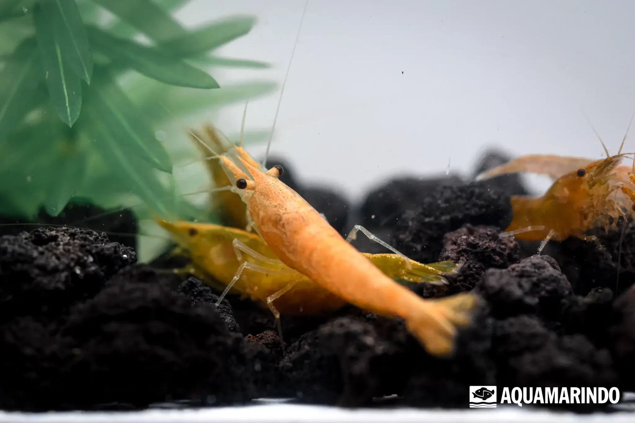 Orange fire shrimp with a saturated orange body