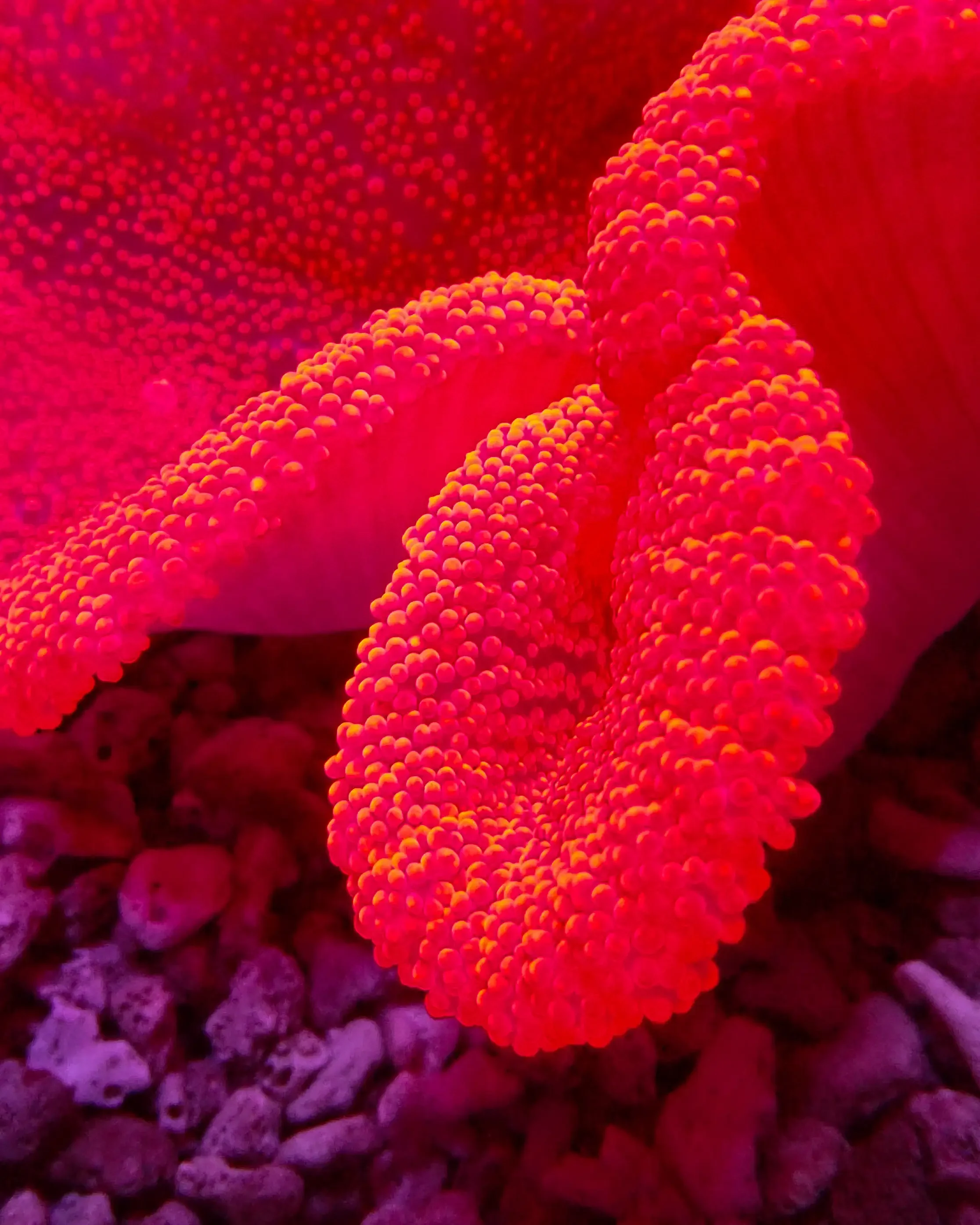 Red Haddoni carpet anemone, a colorful marine carpet anemone with dense short tentacles