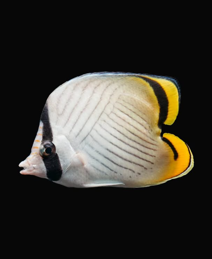 Vagabond butterflyfish (Chaetodon vagabundus), a reef fish with a crosshatch pattern