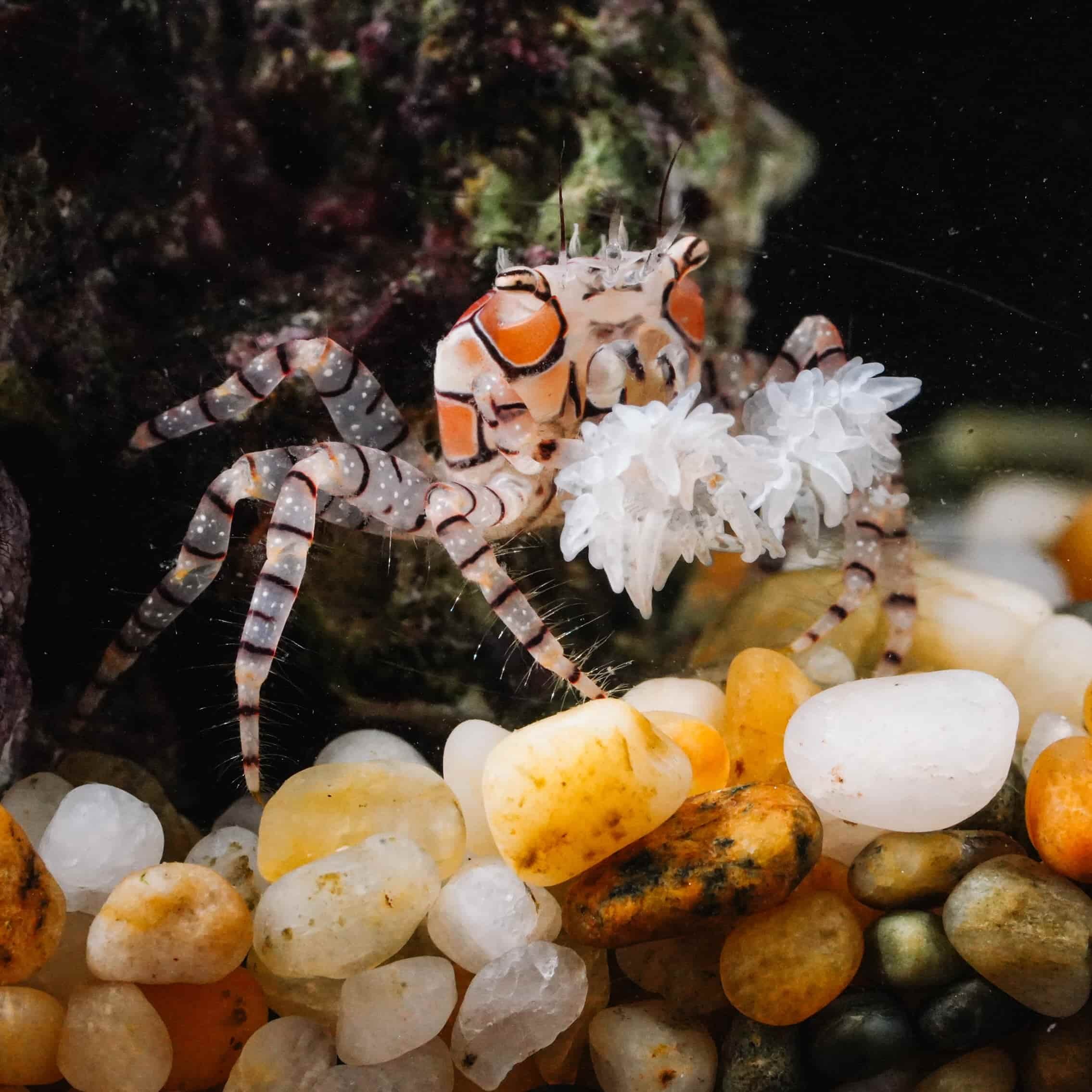 Freshwater Invertebrates