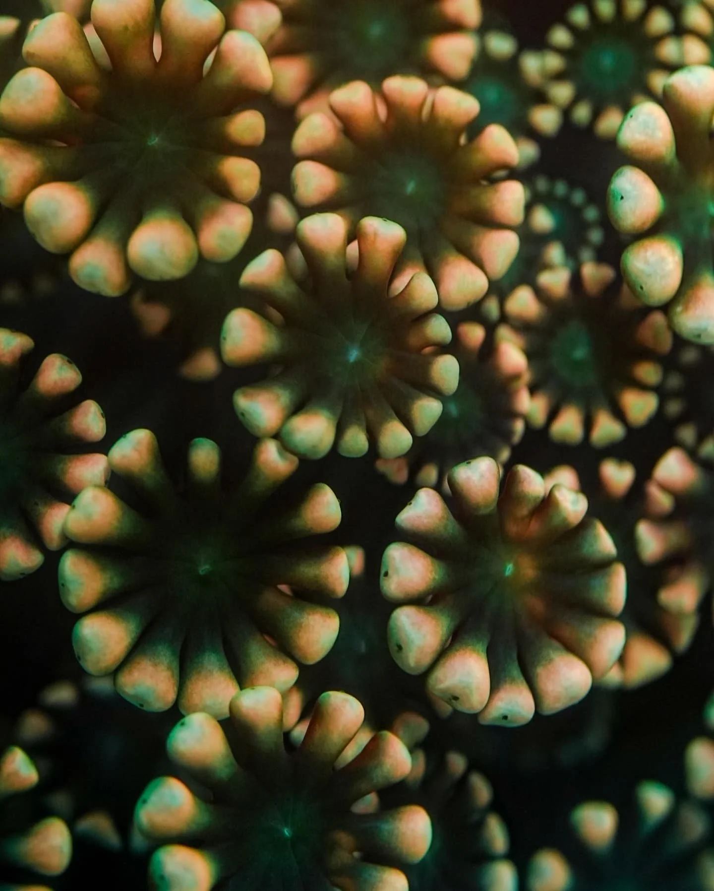 Alveopora Coral (Alveopora spongiosa), a large polyp stony (LPS) coral