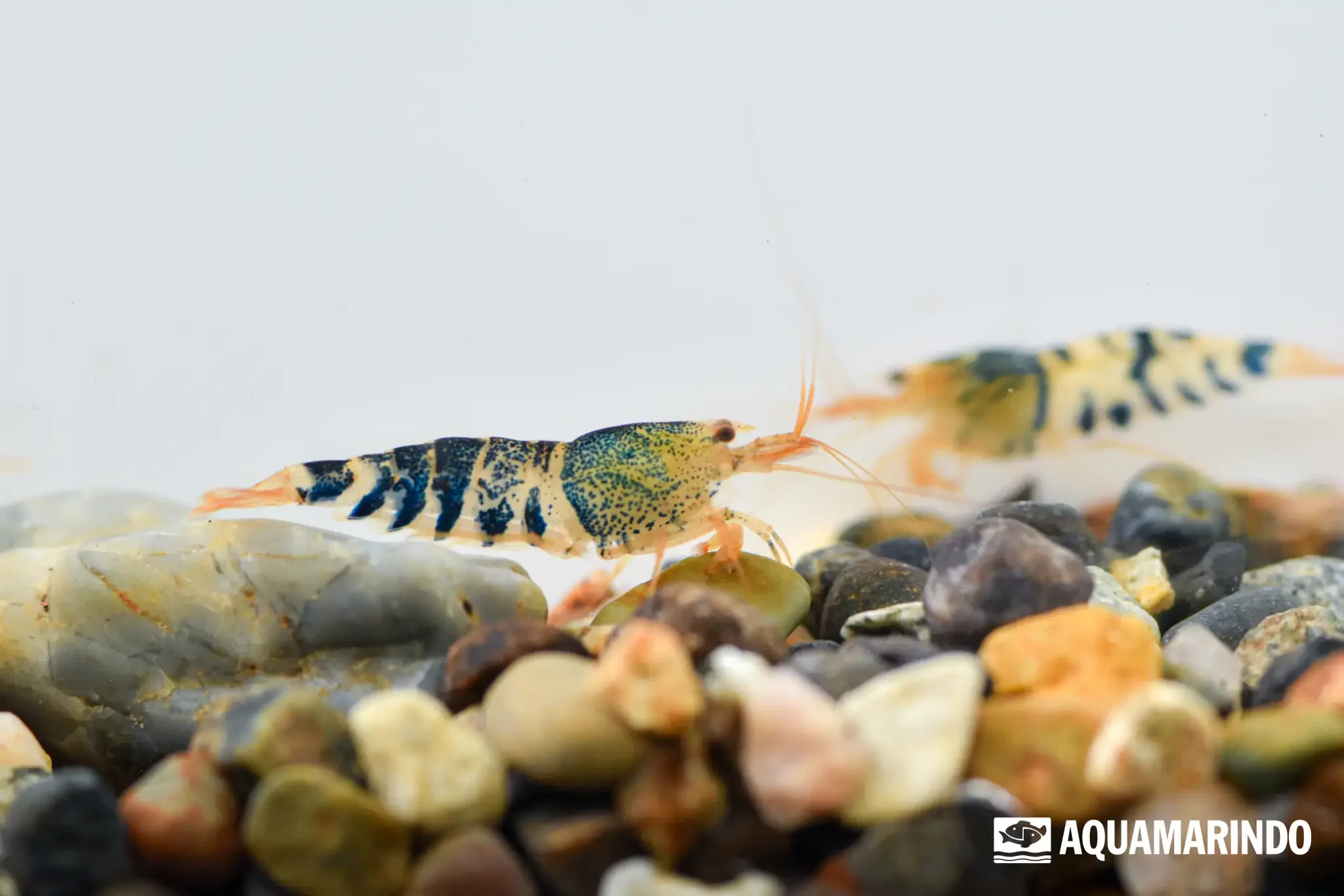 Black tiger shrimp, a dark-banded freshwater shrimp