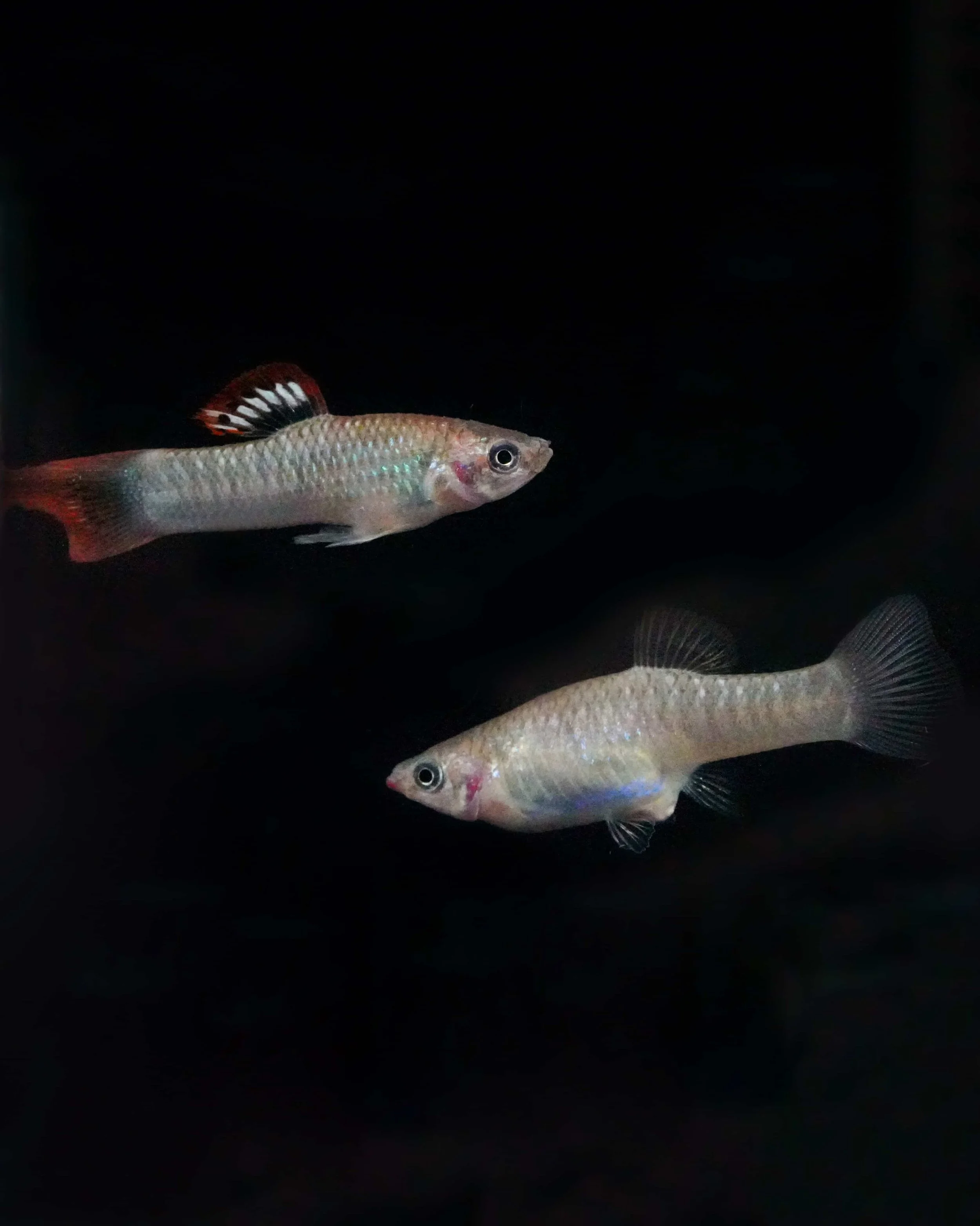 Poecilia salvatoris