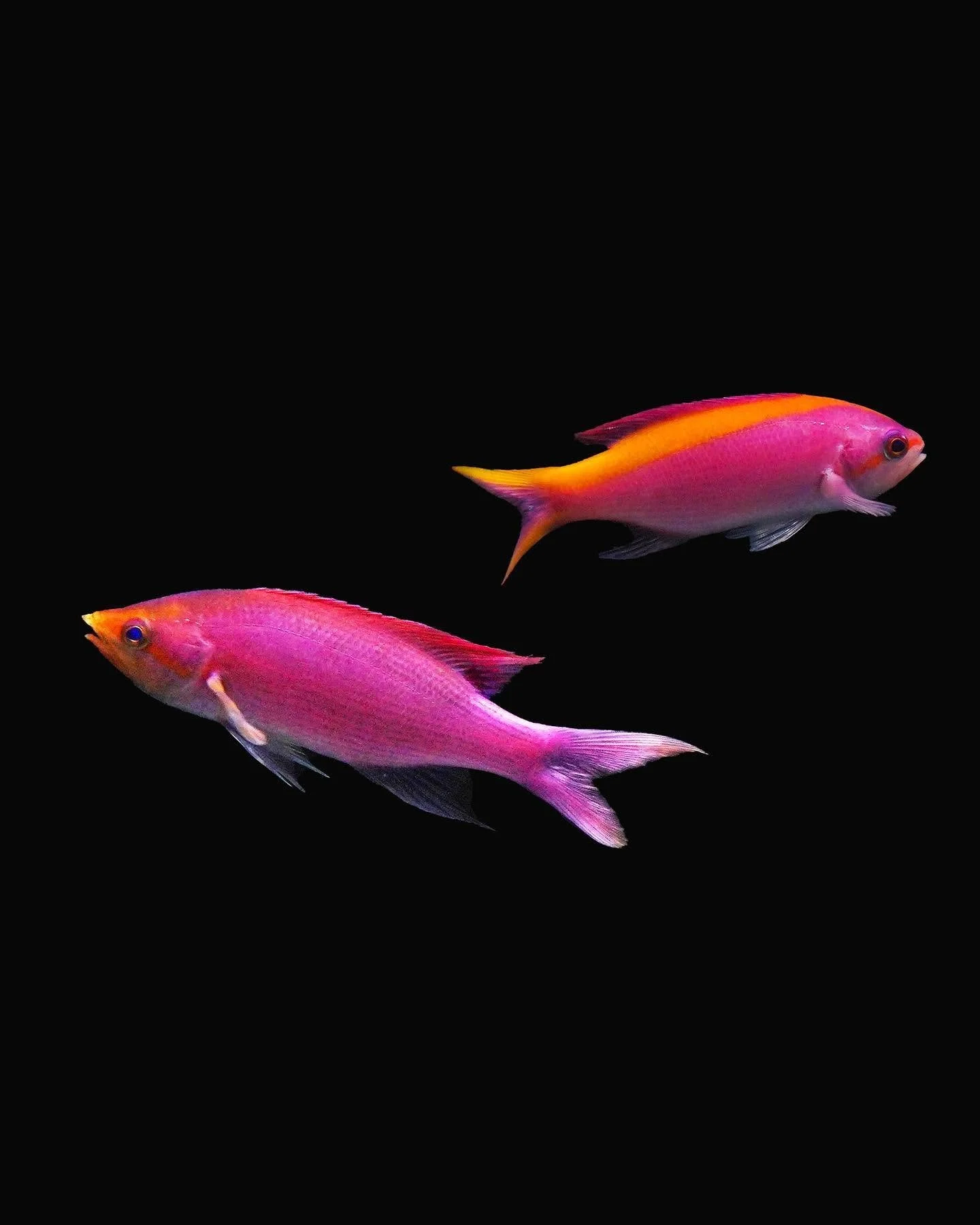 Purple queen anthias, a colorful schooling anthias