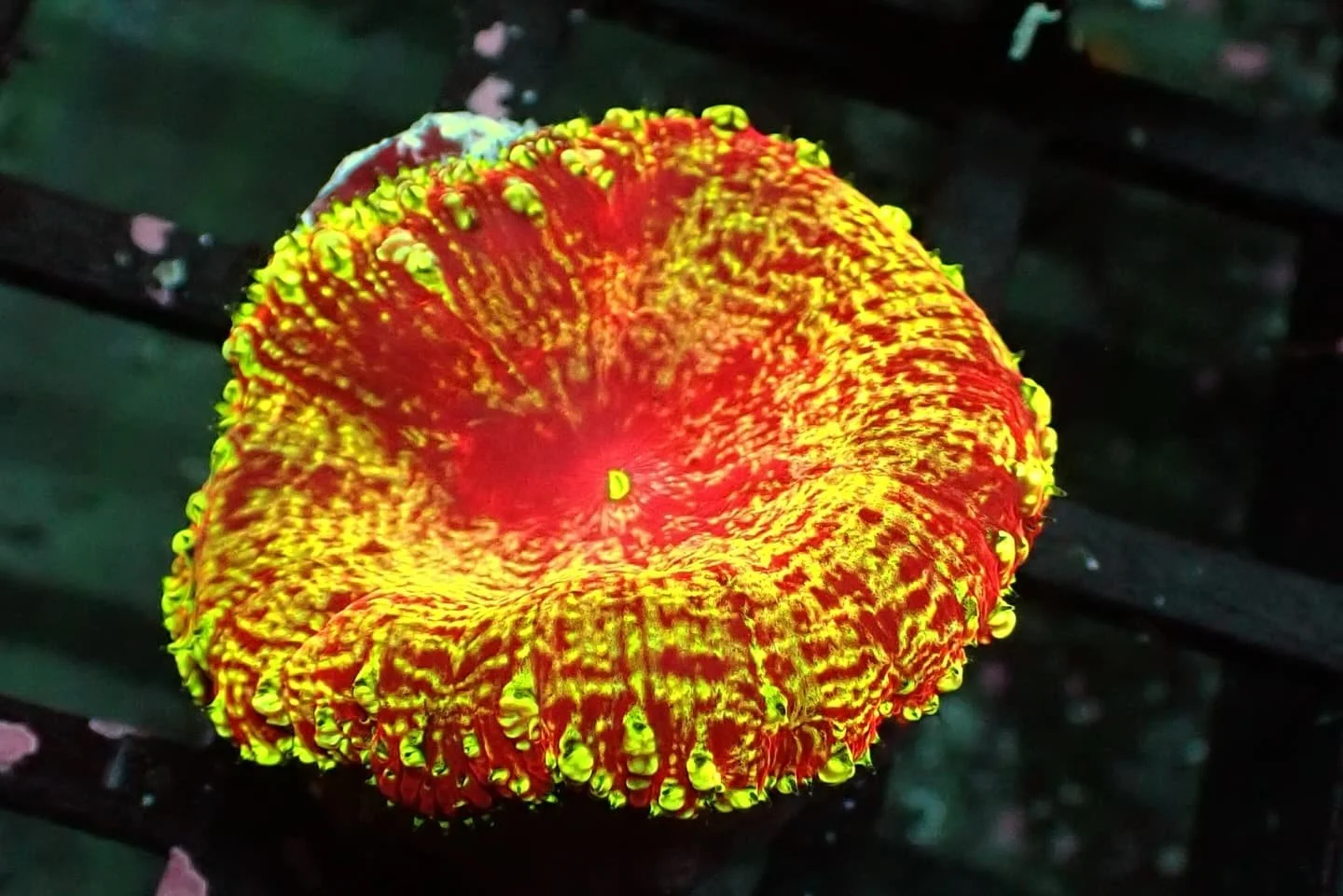 Blastomussa vivida
