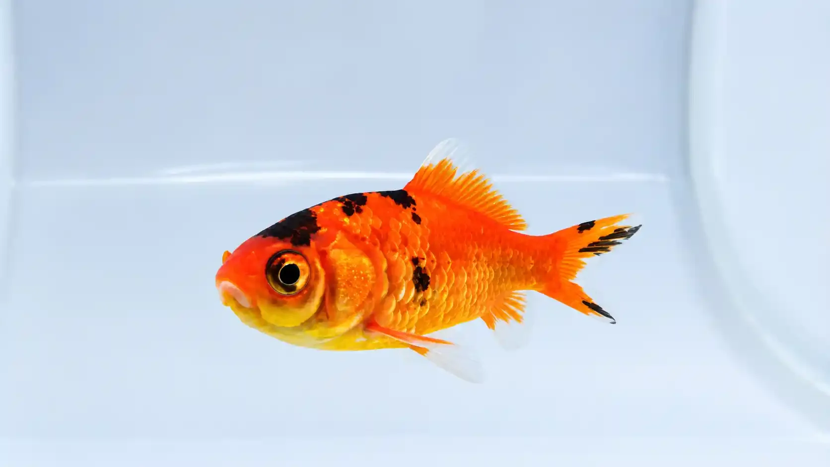 Comet Calico Goldfish