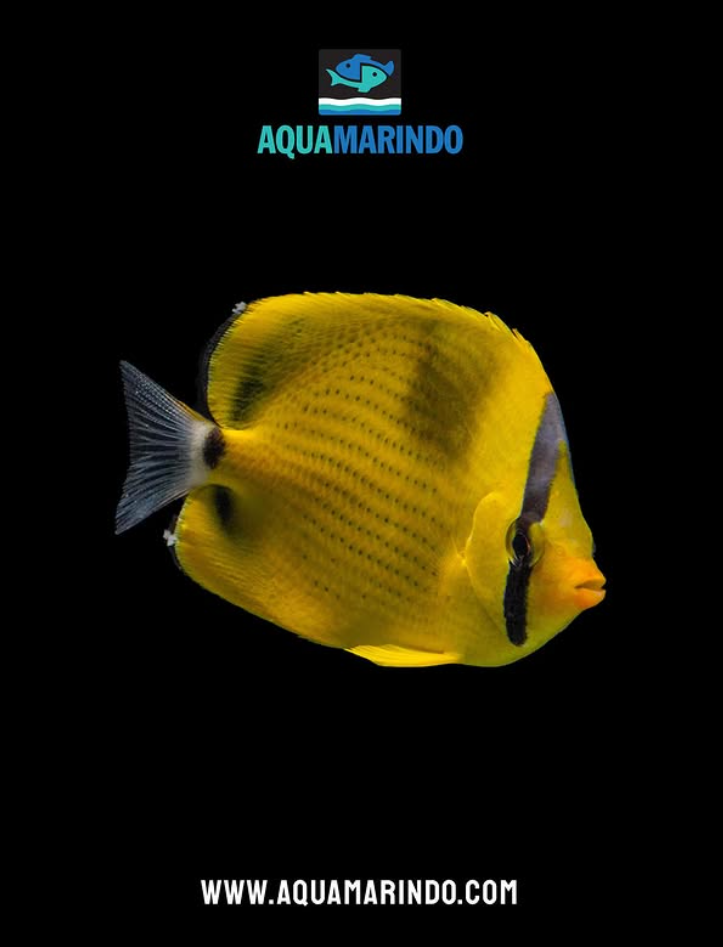 Raccoon butterflyfish (Chaetodon lunula) with a dark eye mask