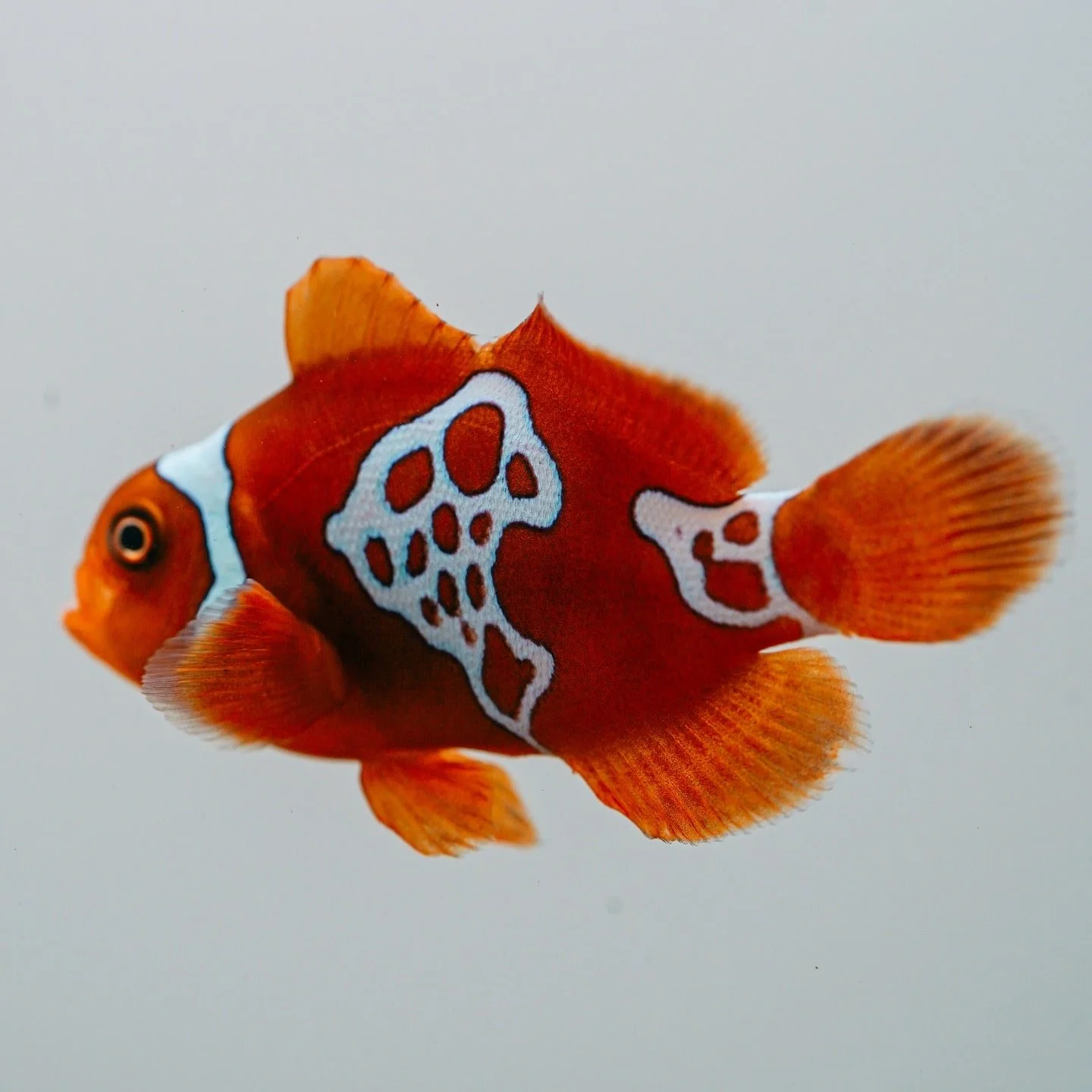 Lightning maroon clownfish (Premnas biaculeatus) with a deep maroon body and thin stripes