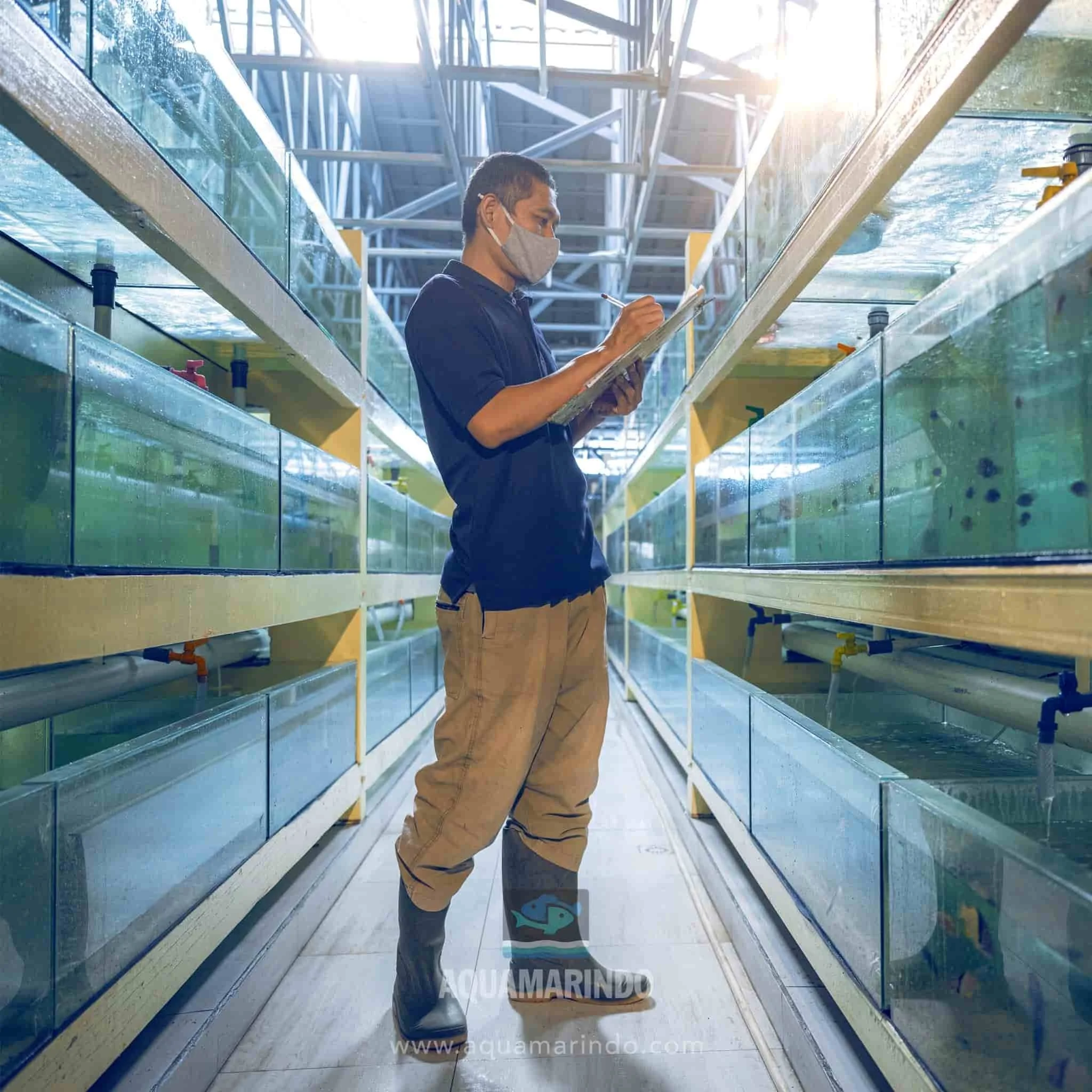 Aqua Marindo staff member inspecting ornamental fish in a holding tank