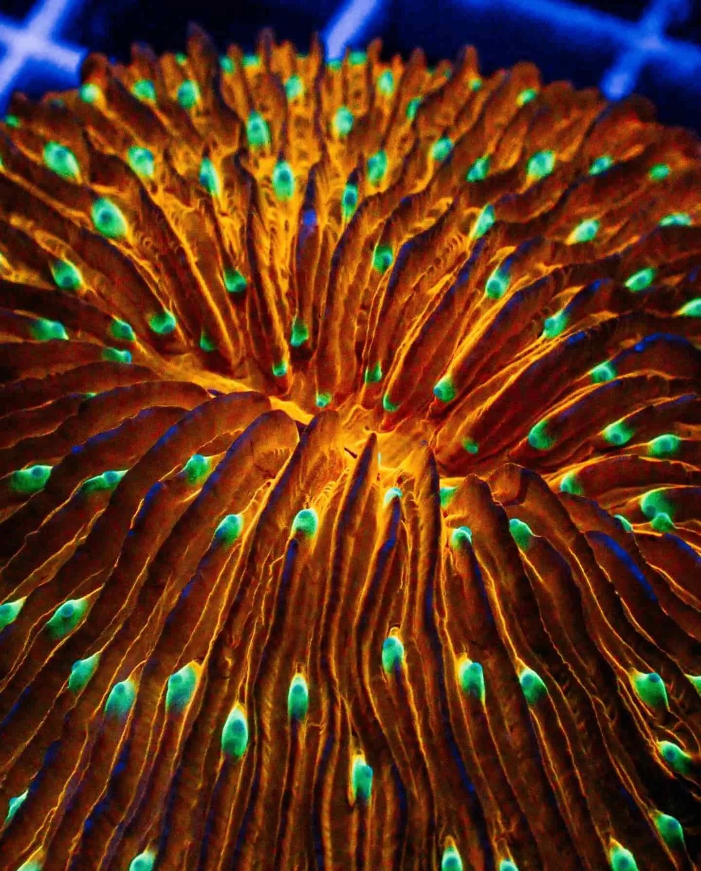 Fungia Plate Coral (Greens and Browns), a large polyp stony (LPS) coral