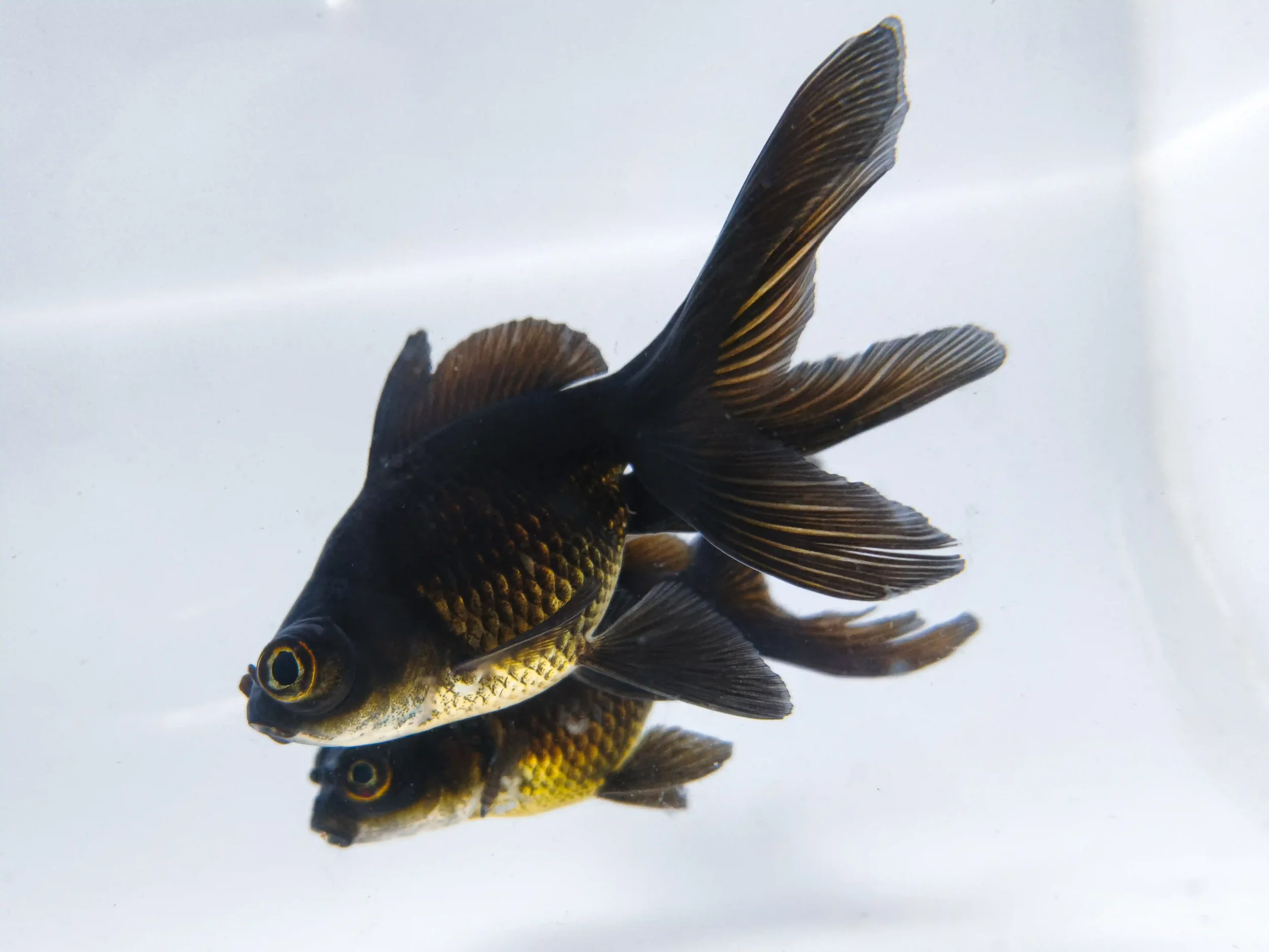 Black moon goldfish, a dark-bodied fancy goldfish