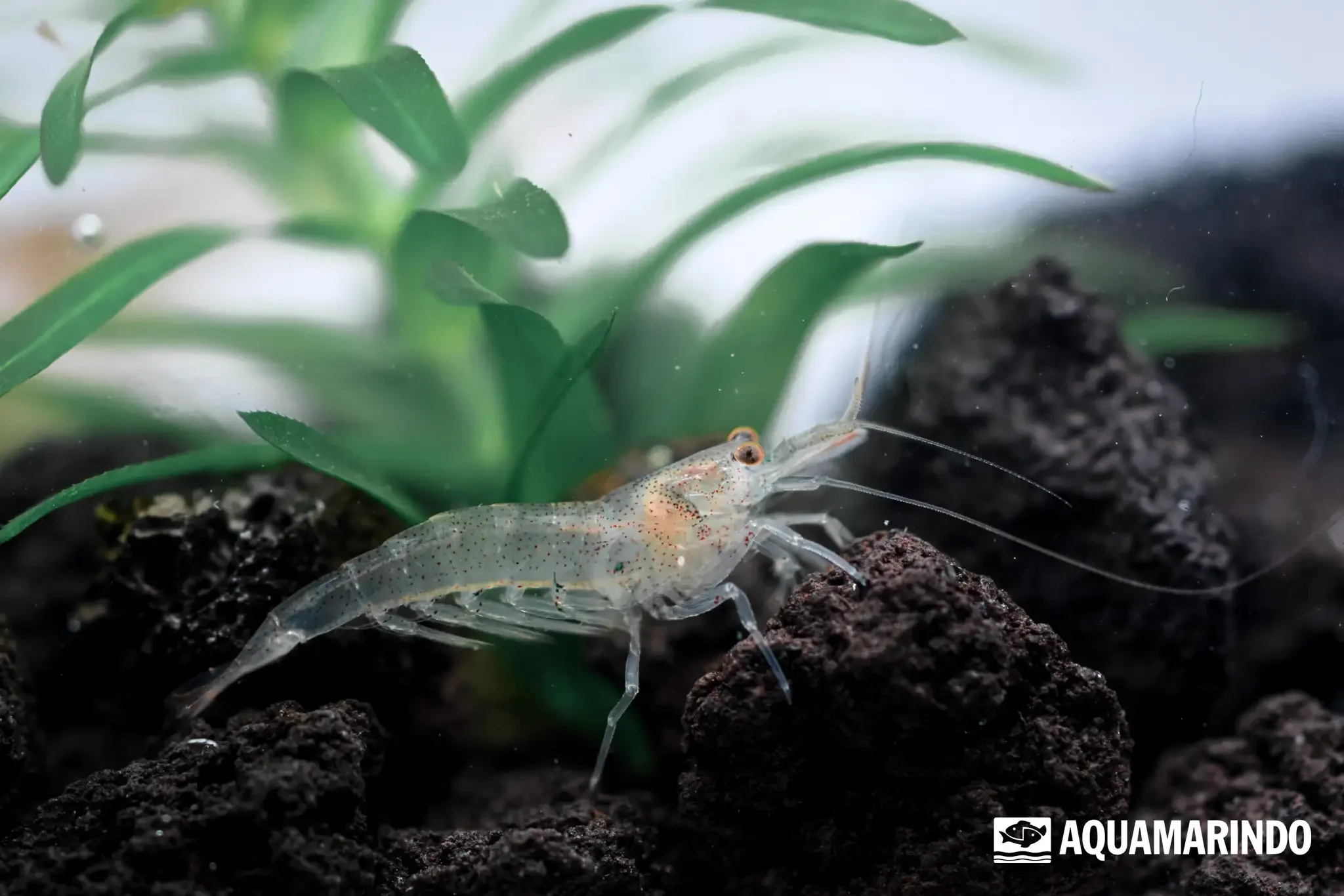 Snowball shrimp, a small white freshwater shrimp