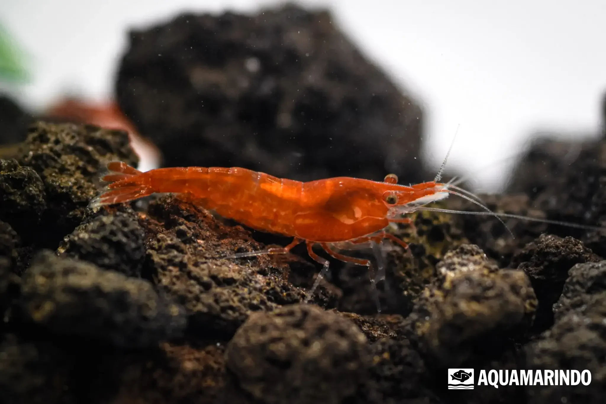 Red sakura shrimp with a rich red body