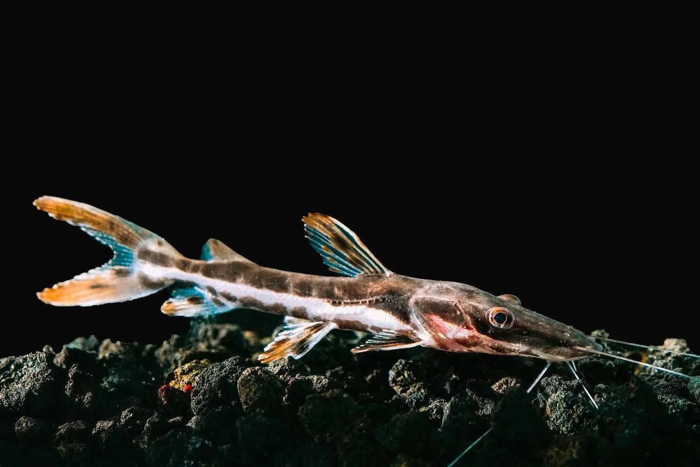 Tiger shovelnose catfish, a striped freshwater catfish