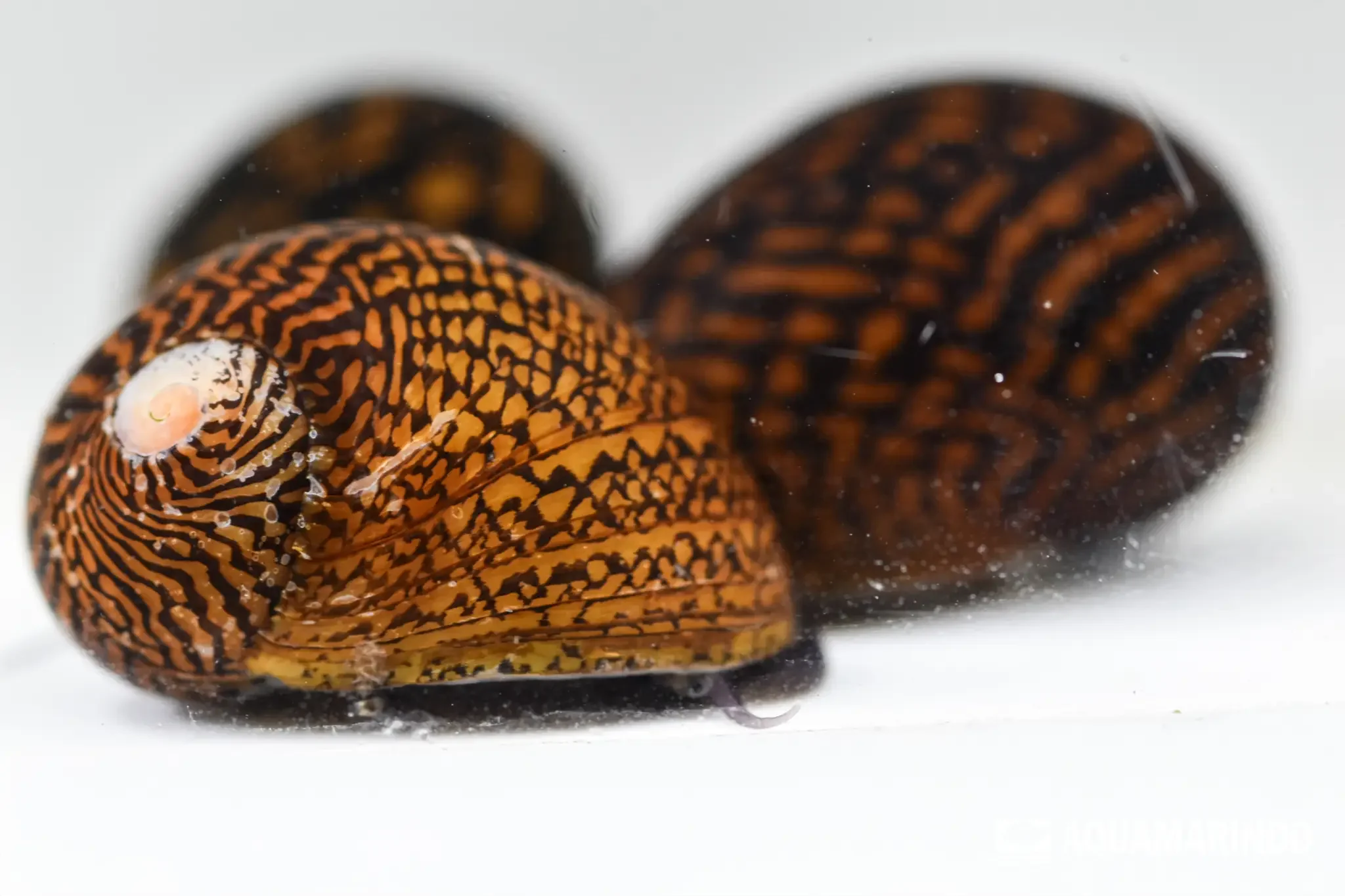 Tiger snail with tiger-like stripes on its shell