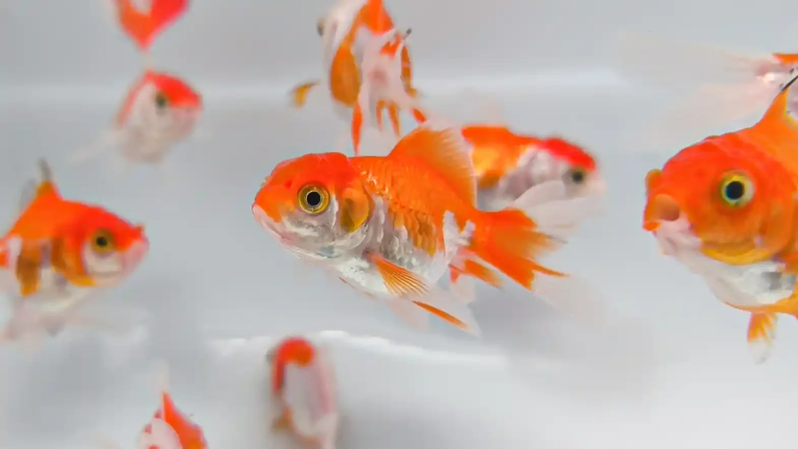 Red White Fantail Goldfish