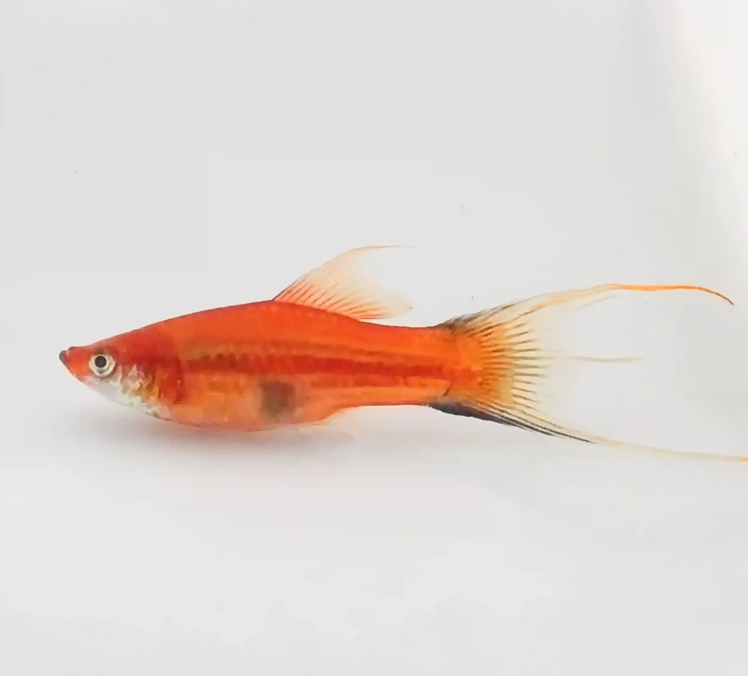Platy, a small peaceful livebearer