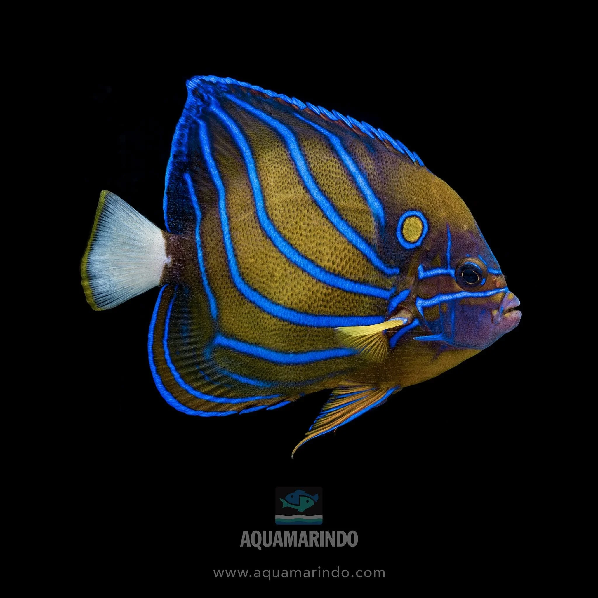 Blue-ringed angelfish, a marine angelfish named for its blue ring marking