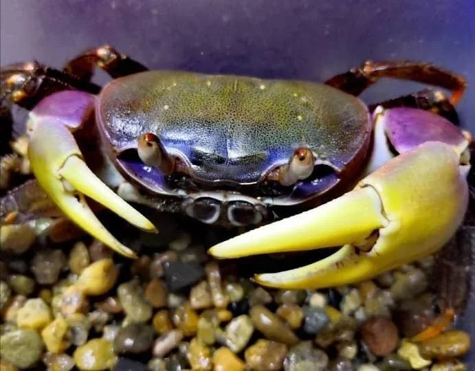 Carnivek crab, a freshwater aquarium crab